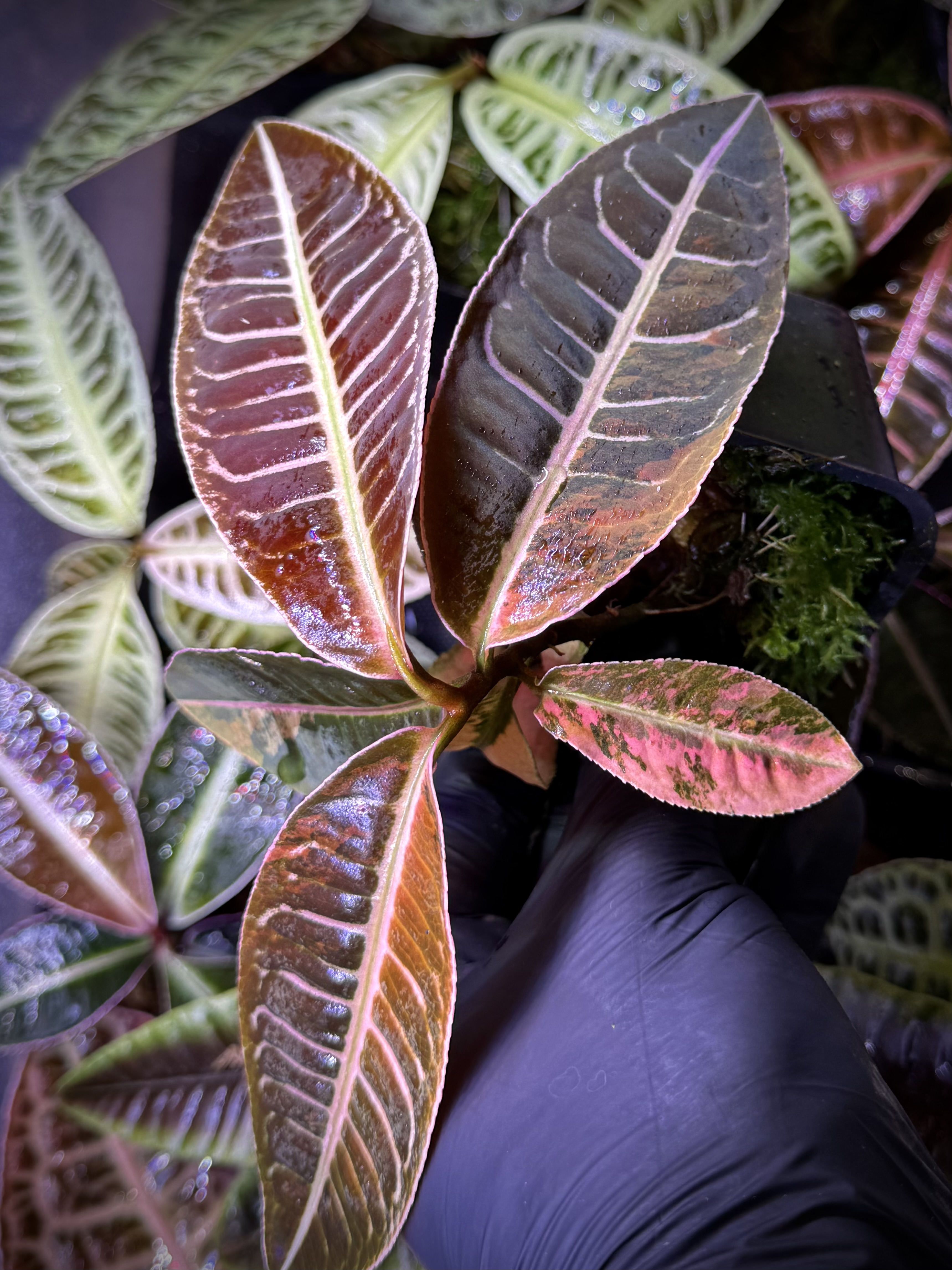 Emblemantha Urnulata Labisia Sp. Riau „Dark Pink” VARIEGATA