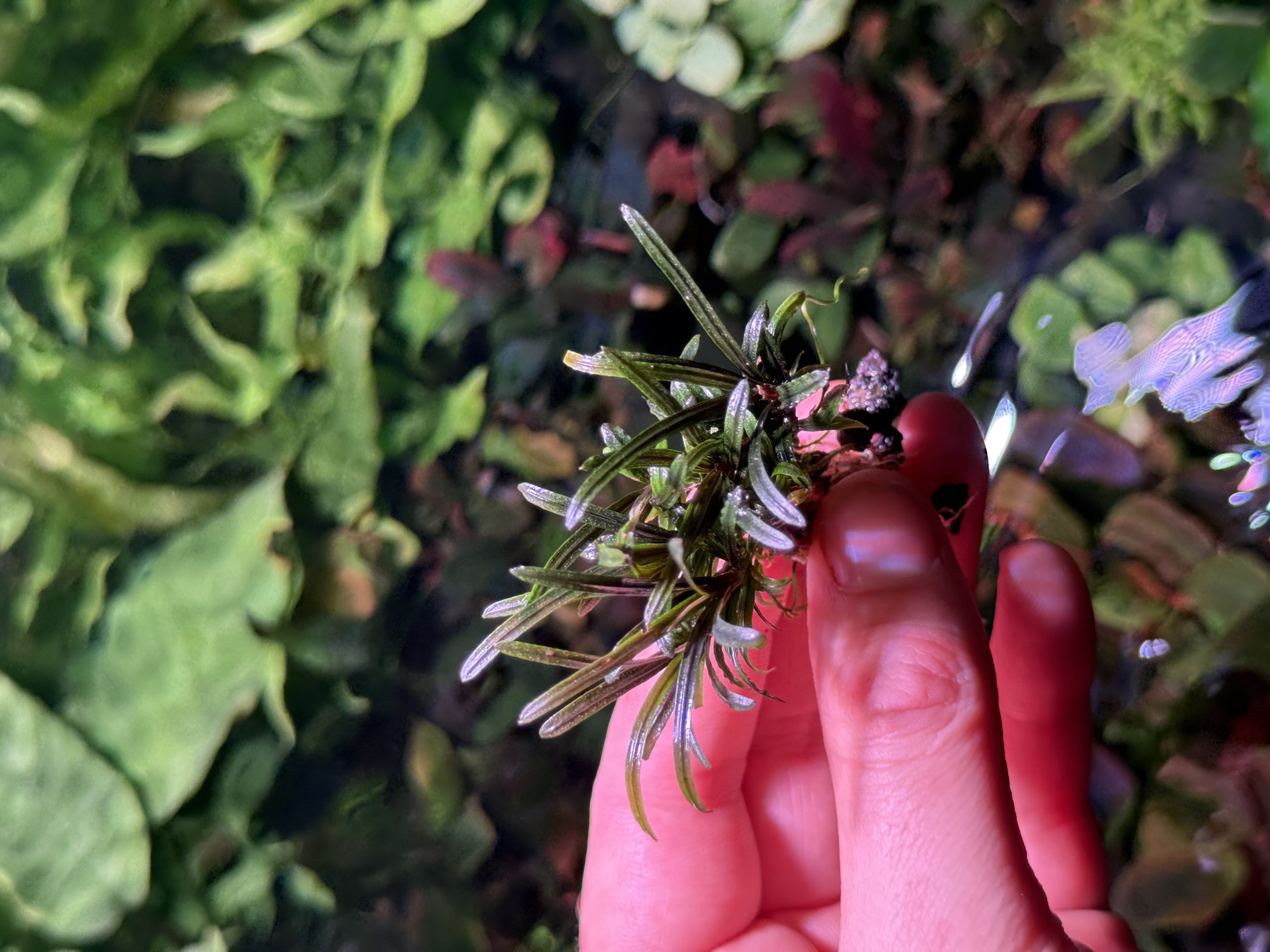 Bucephalandra sp. Rose Marry 6 株 - メルカリ