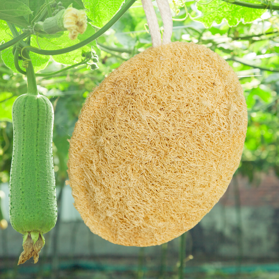 Natural Loofah Sponge