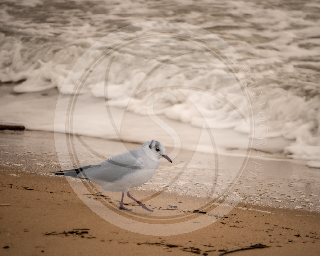 Une mouette à la plage