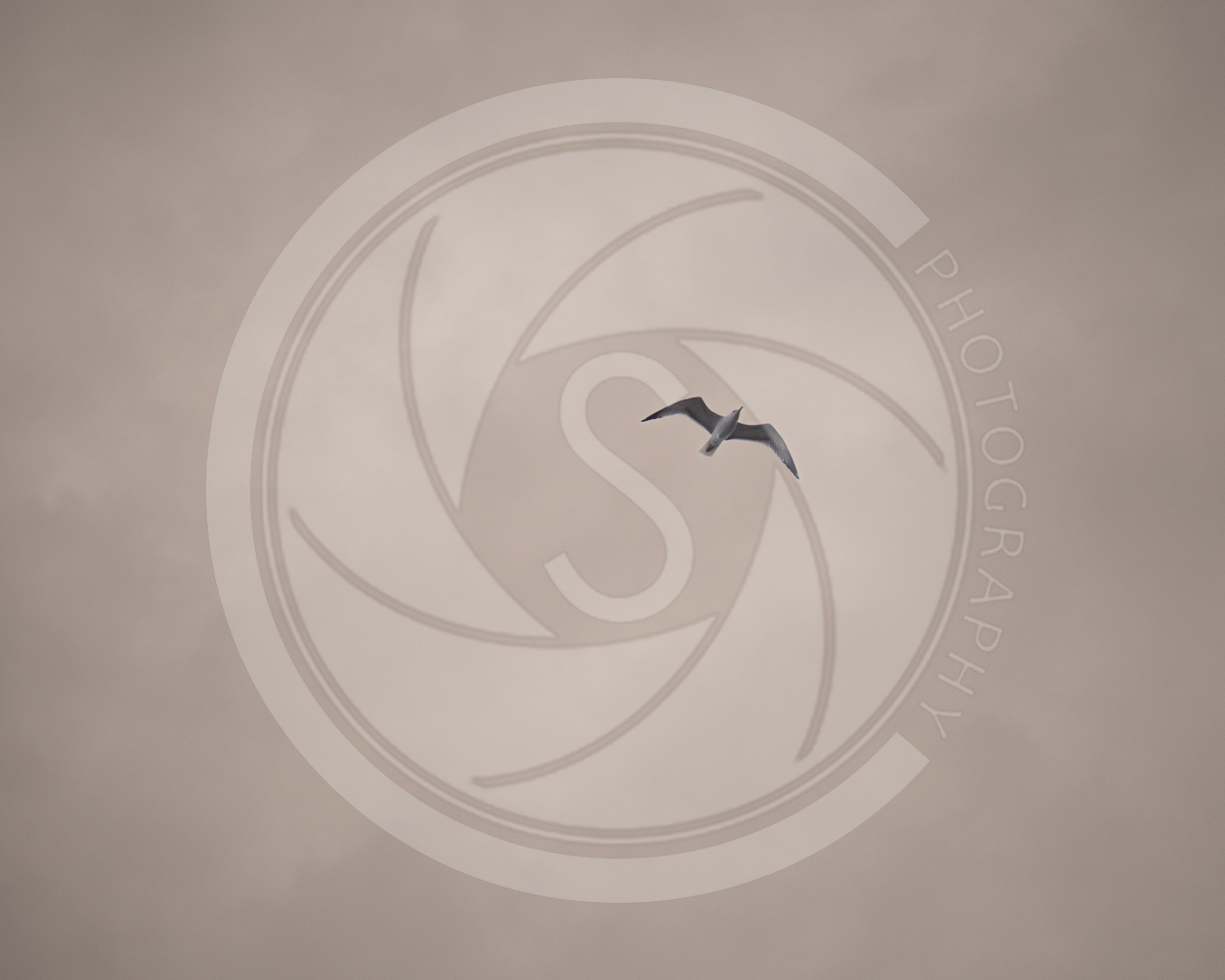 Oiseau dans le ciel