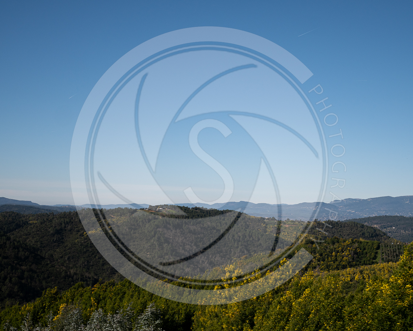 Les collines d'or de Tanneron