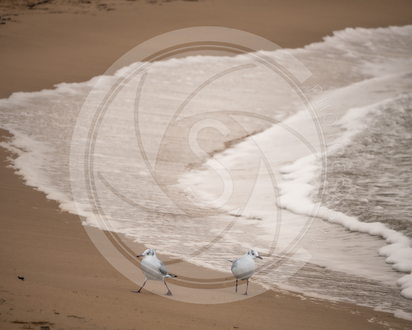 Deux mouettes à la plage