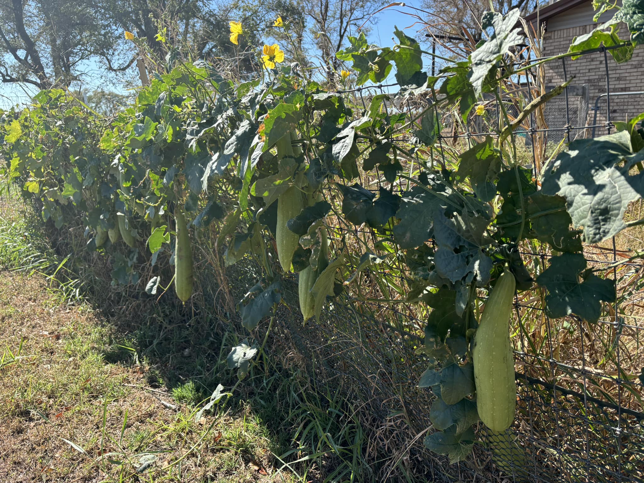 All-Natural Homegrown Loofah