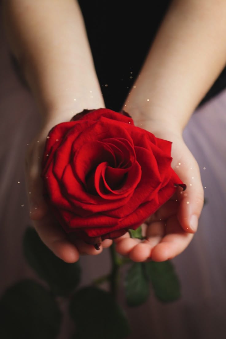 Ativação das Rosas