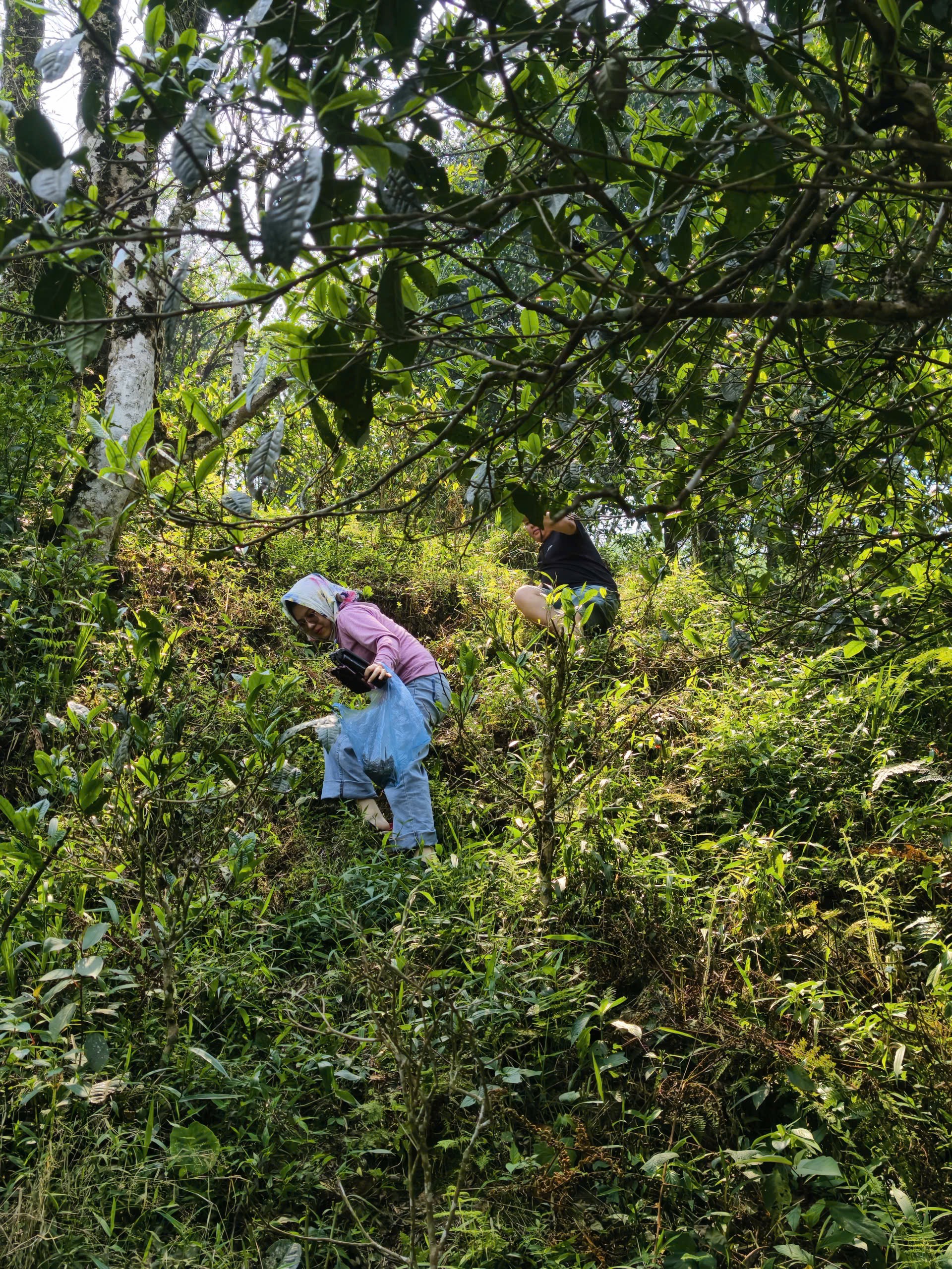 Bạch Mẫu Đơn Đặc Biệt