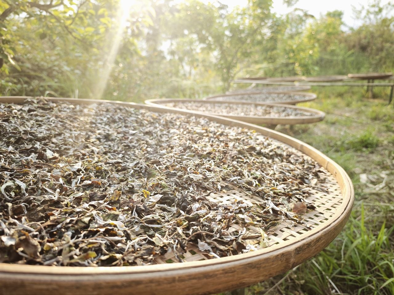 Bạch Mẫu Đơn Đặc Biệt