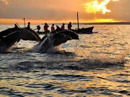 Sunset Dolphin Watching Lovina Reef