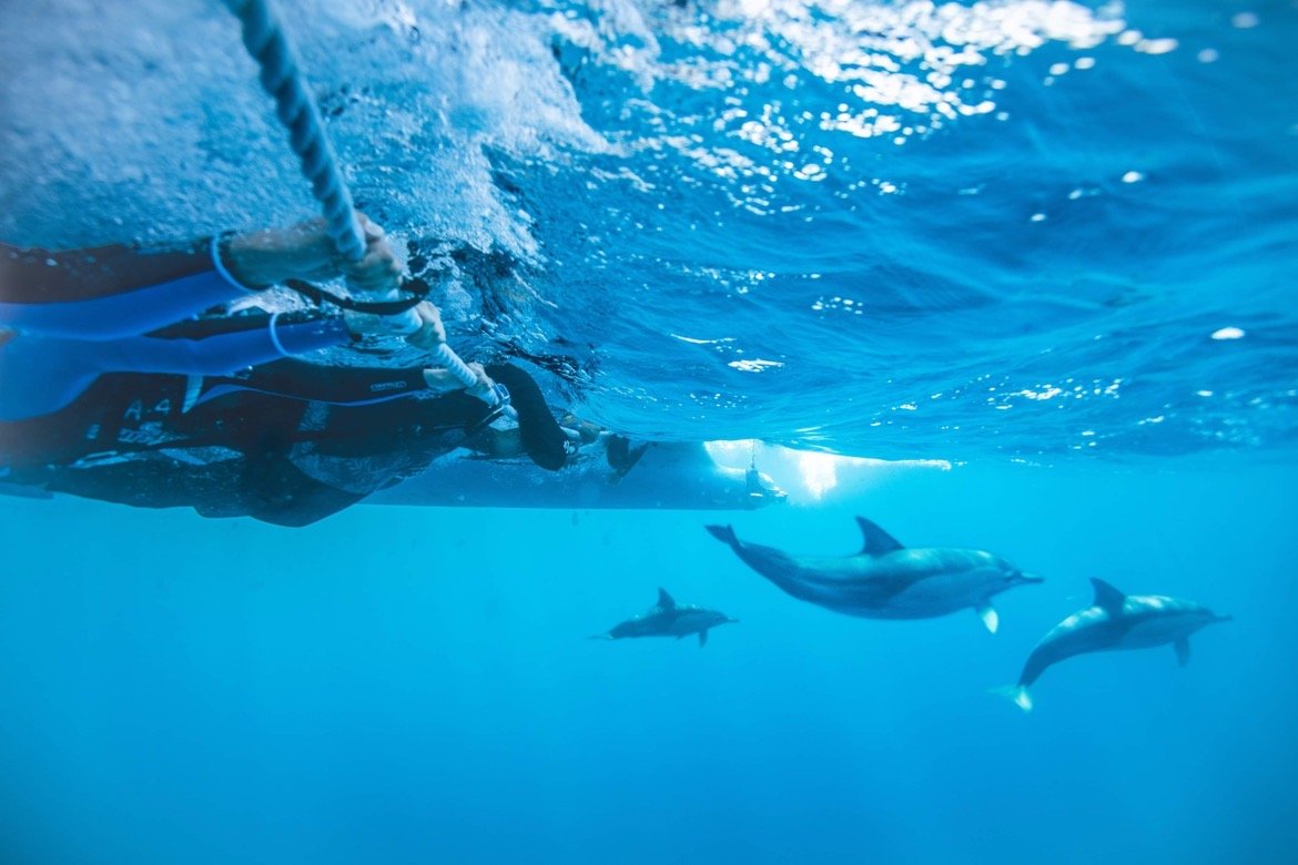  See the Dolphins Lovina Reef