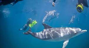 See and Swim with Dolphins Lovina Reef