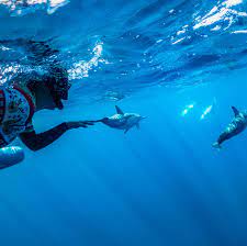 See and Swim with Dolphins Lovina Reef