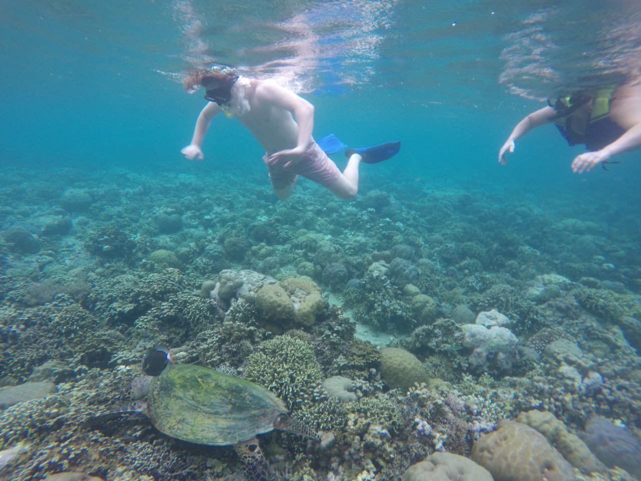 Snorkeling Adventure – Menjangan Island