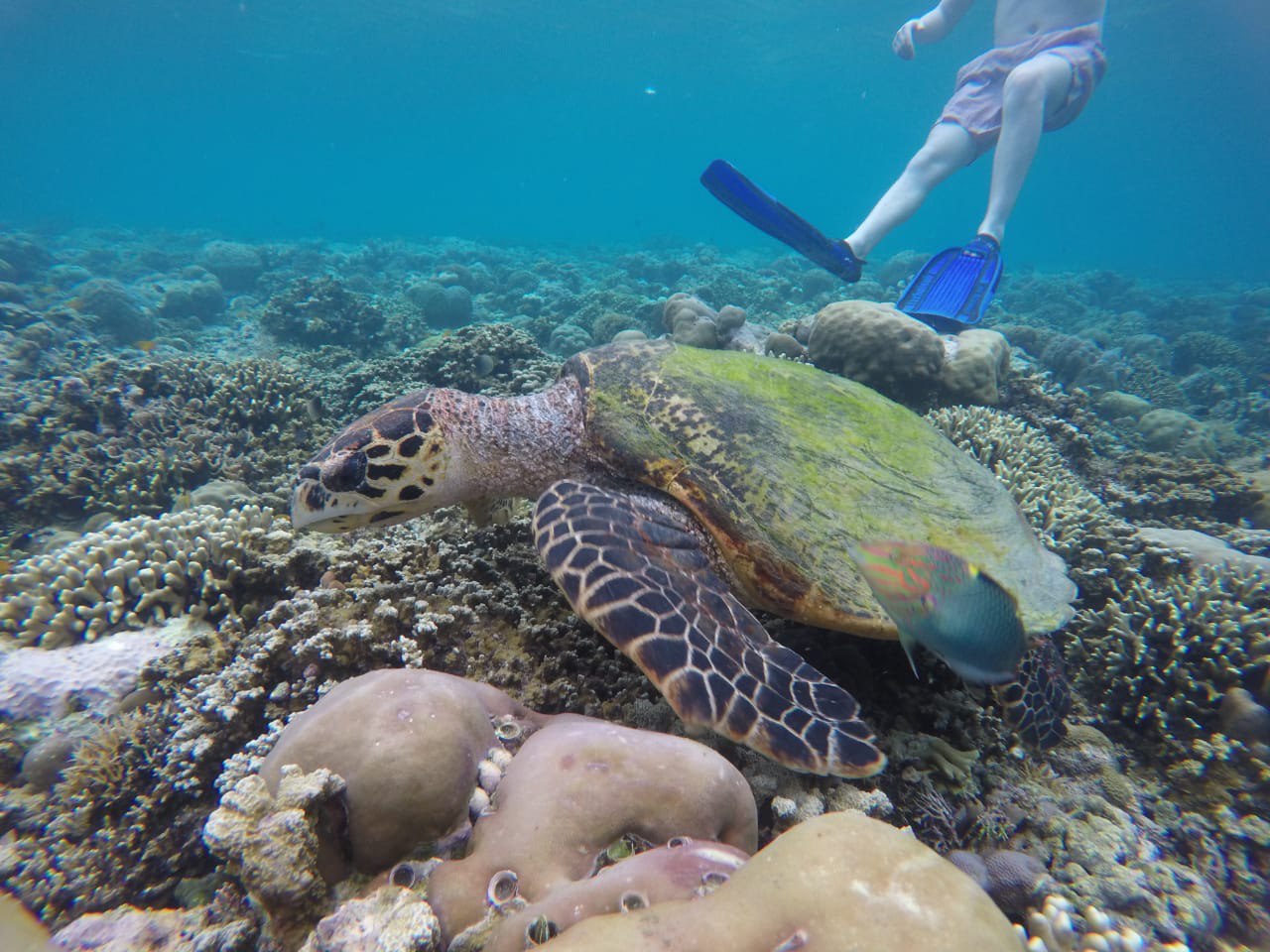 Snorkeling Adventure – Menjangan Island