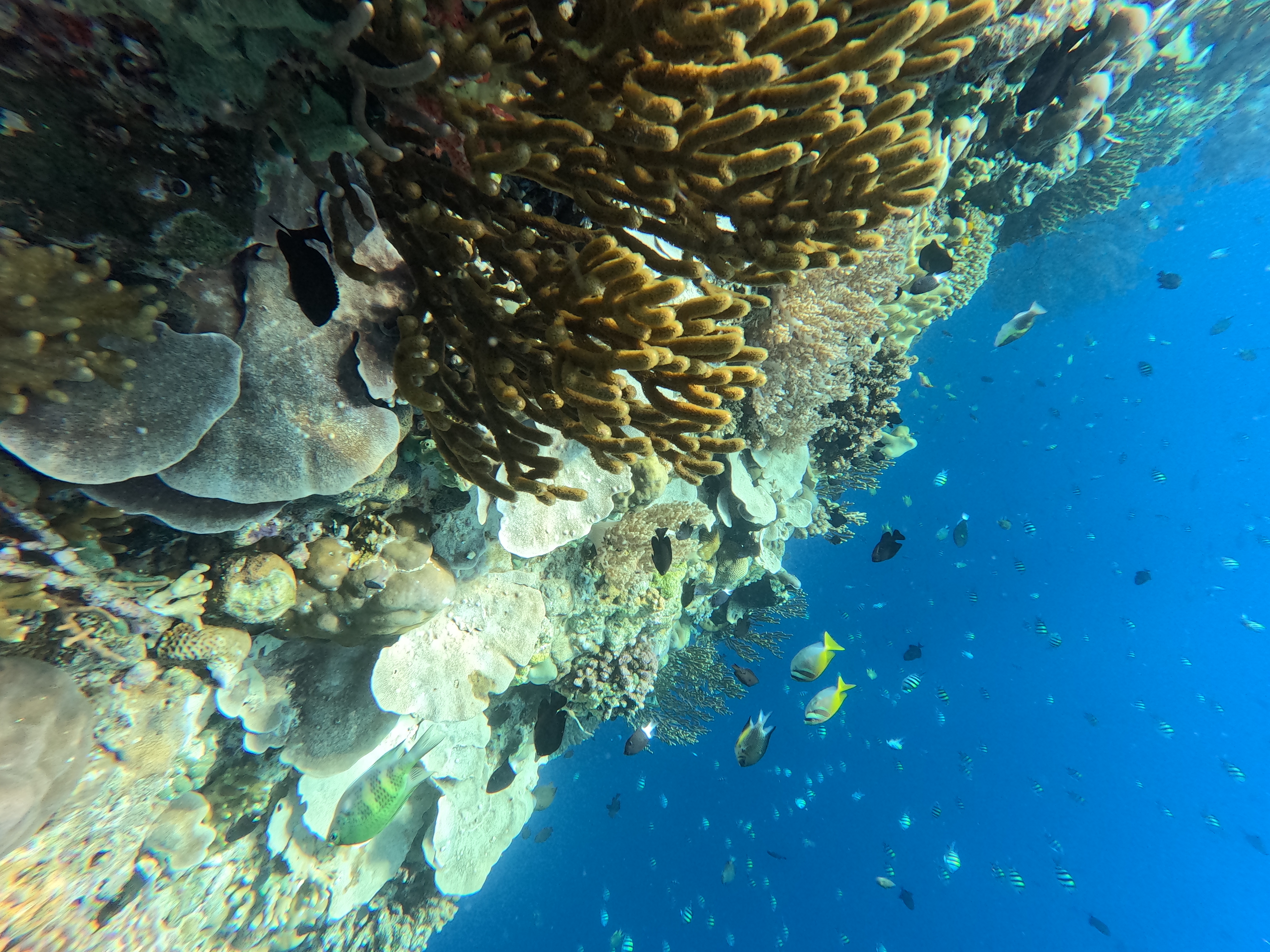 Sunrise Discovery Dive Menjangan Island