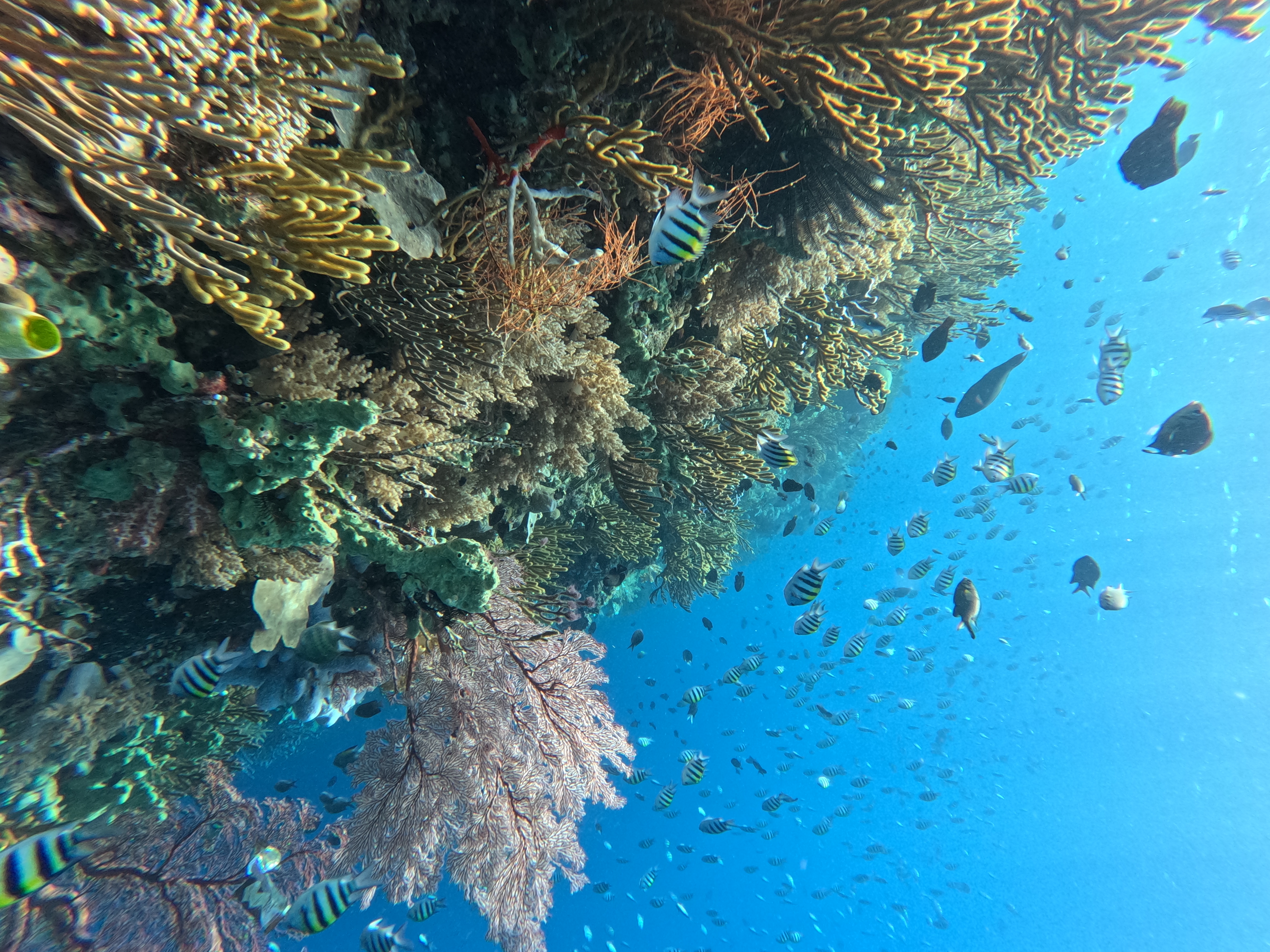 Sunrise Discovery Dive Menjangan Island
