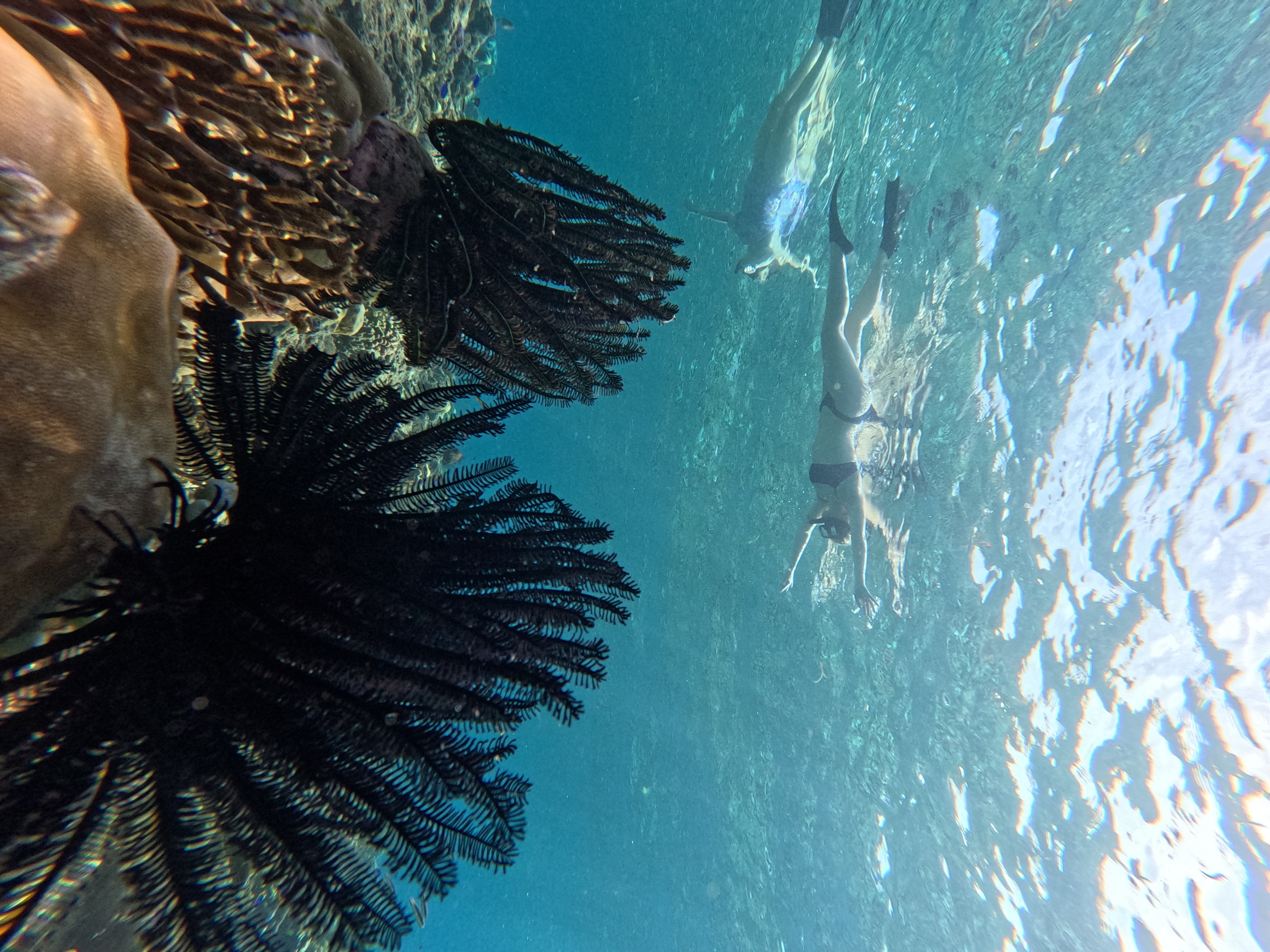 Sunrise Discovery Dive Menjangan Island