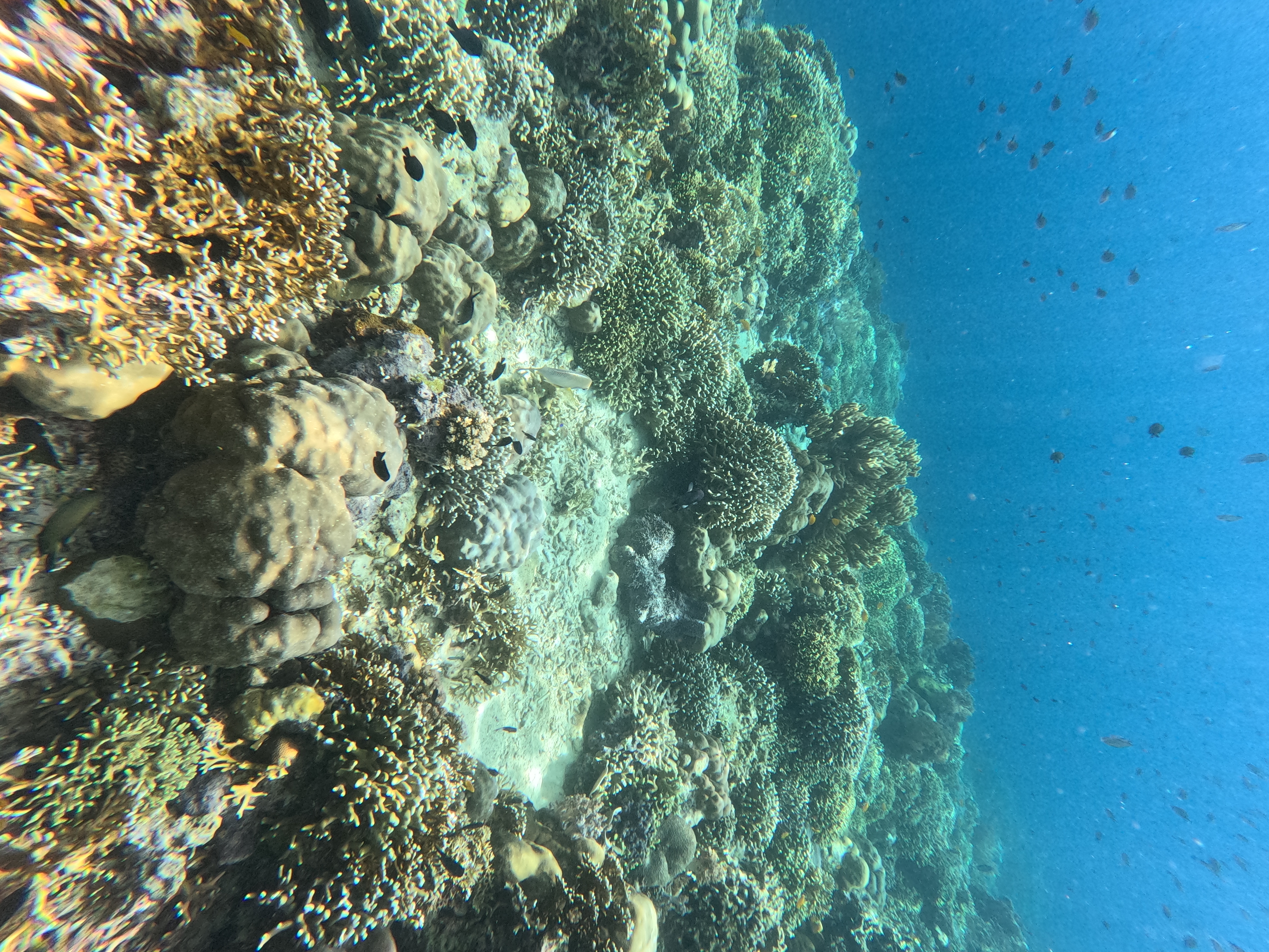 Advanced Open Water Course 