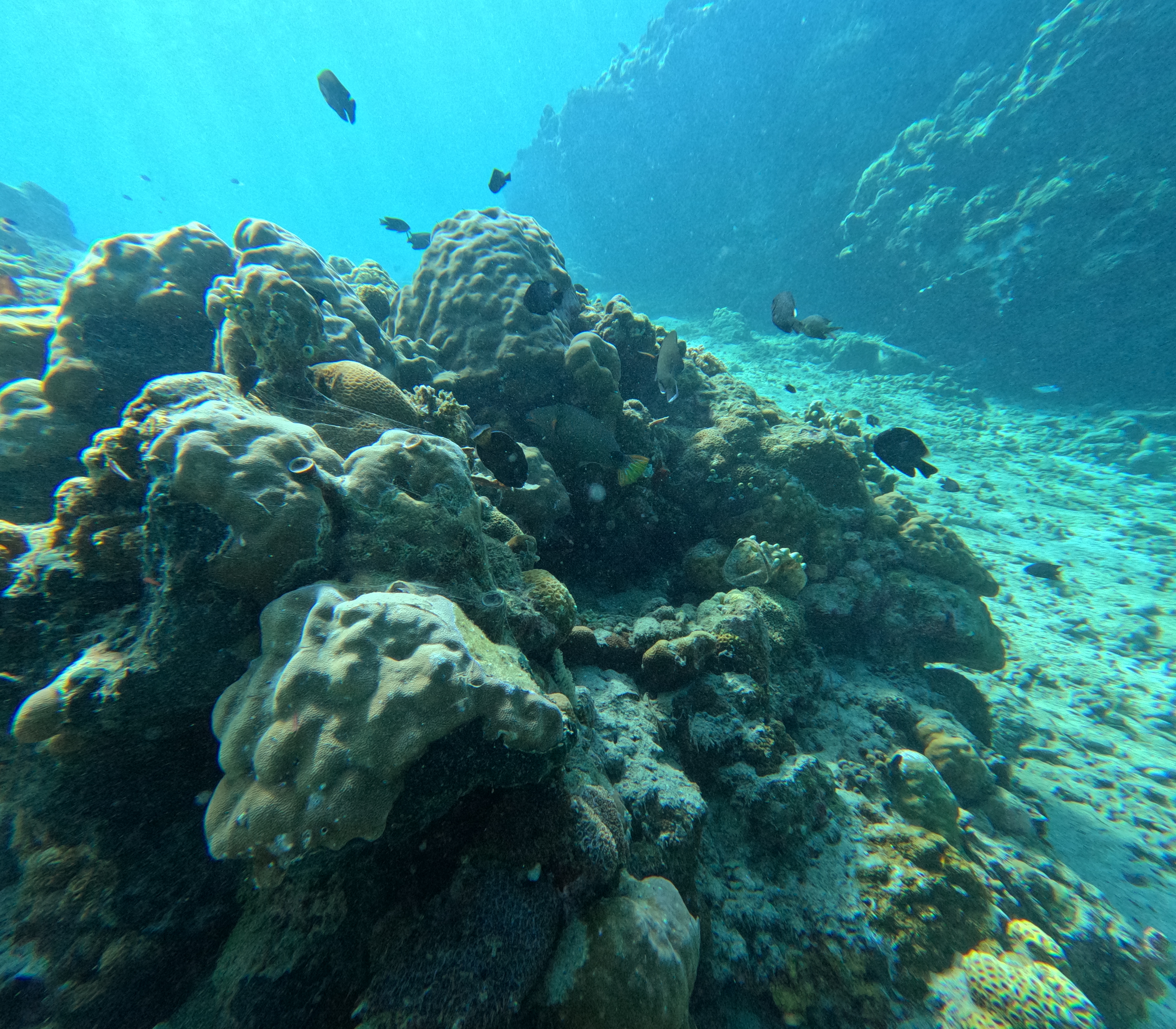 Introduce Dive Lovina Reef For Every One.