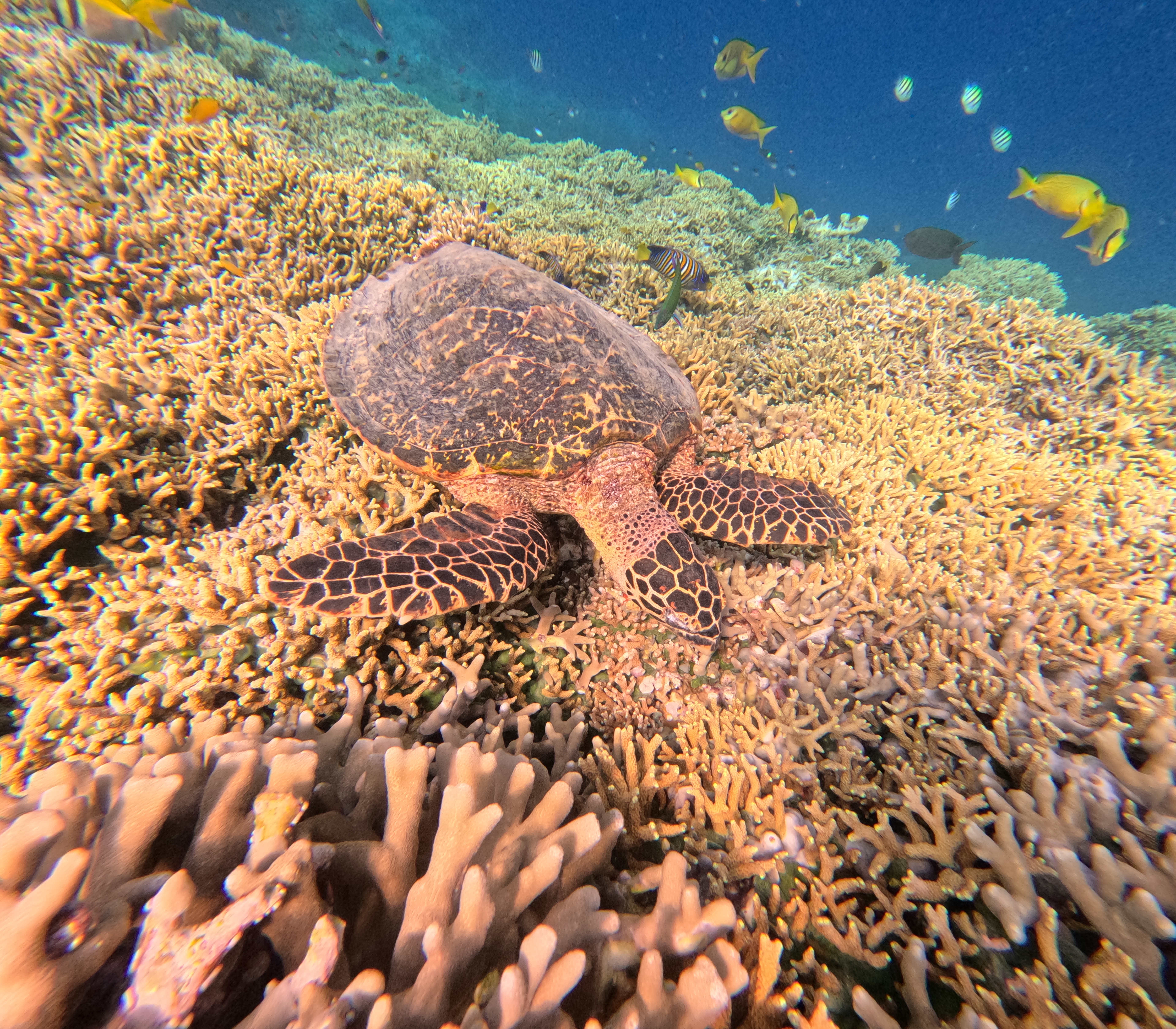 Introduce Dive Lovina Reef For Every One.