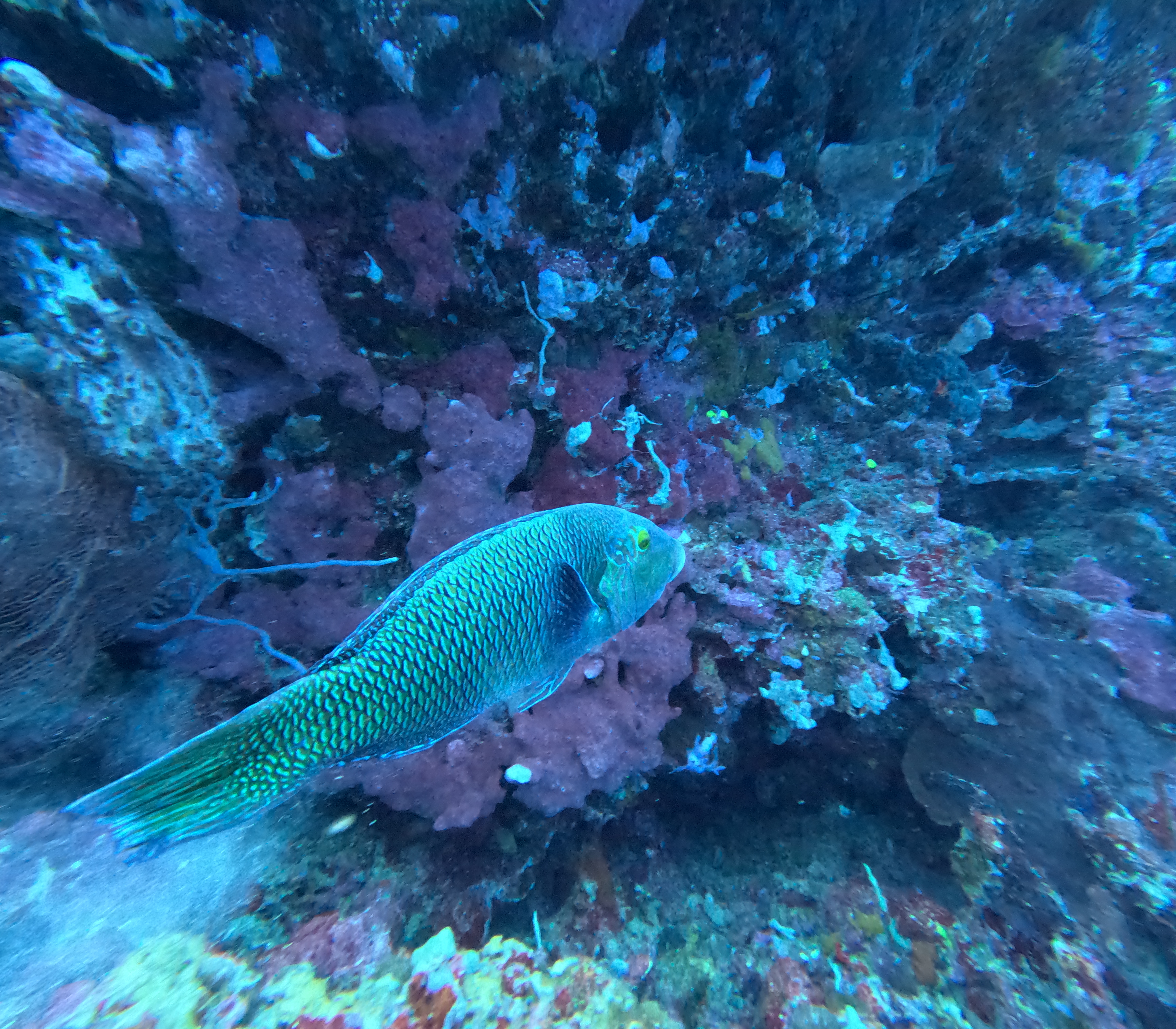 PADI Open Water Course