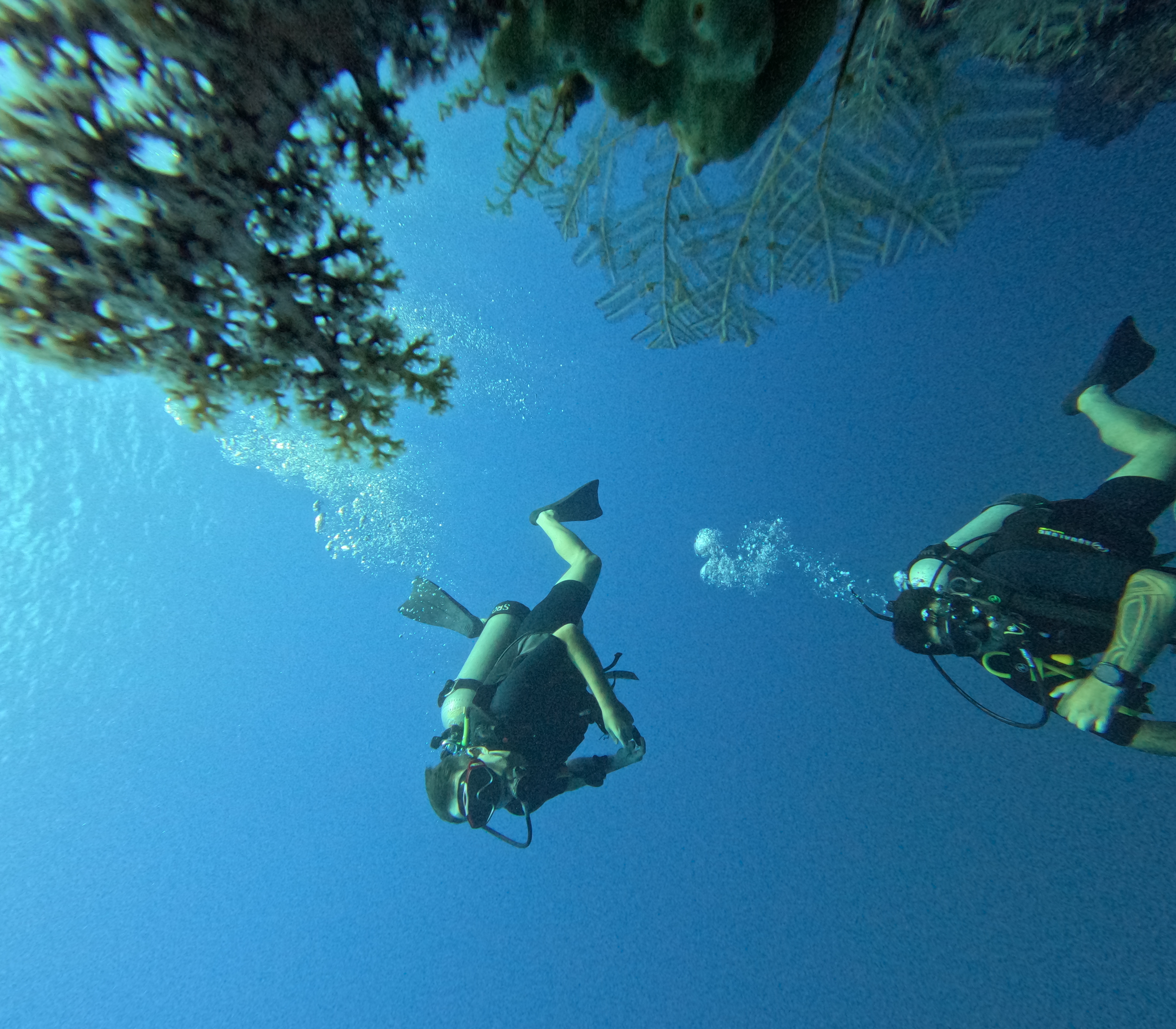 Fun Dive Menjangan Island (Certified Divers)