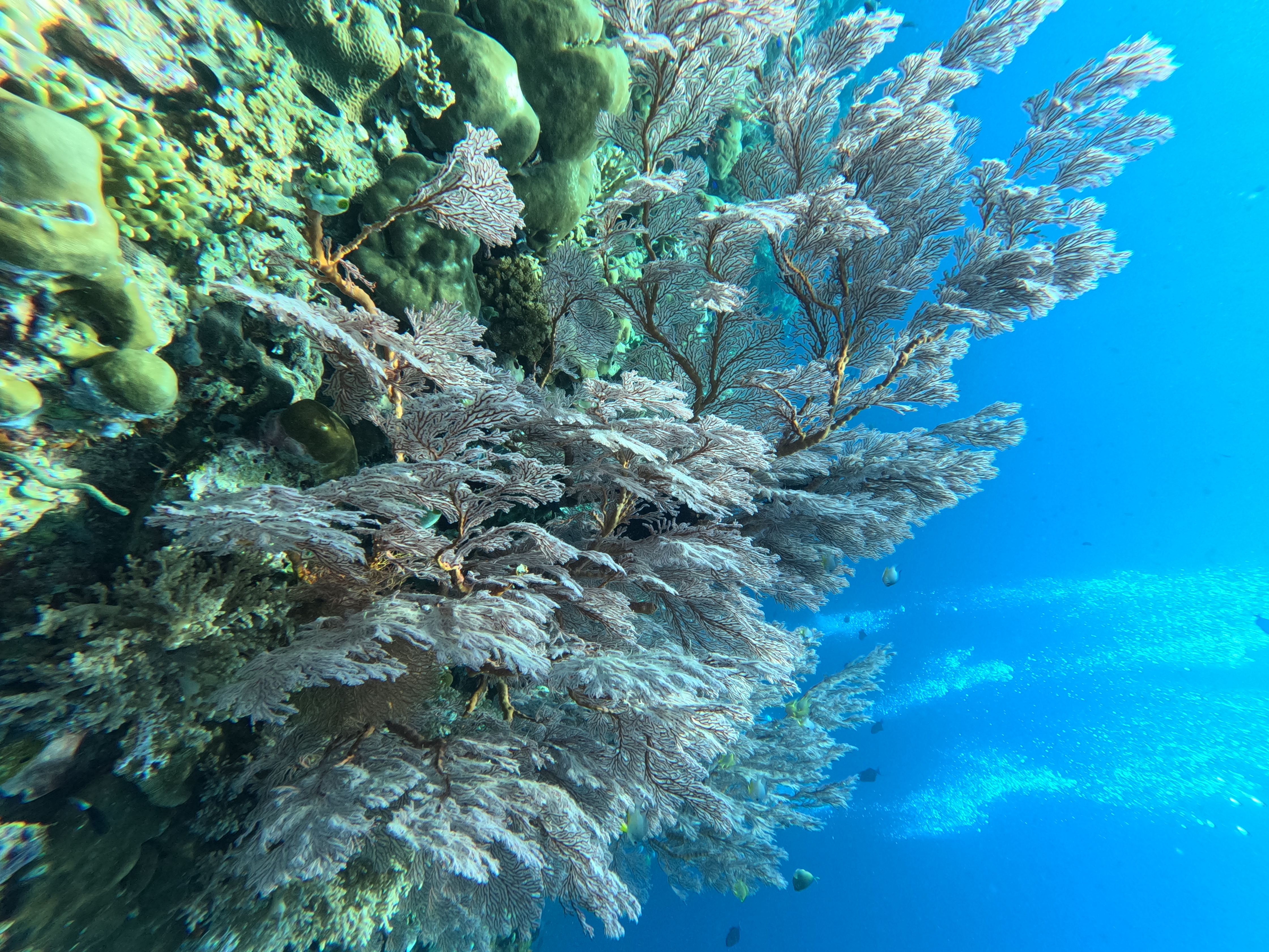 Fun Dive Menjangan Island (Certified Divers)