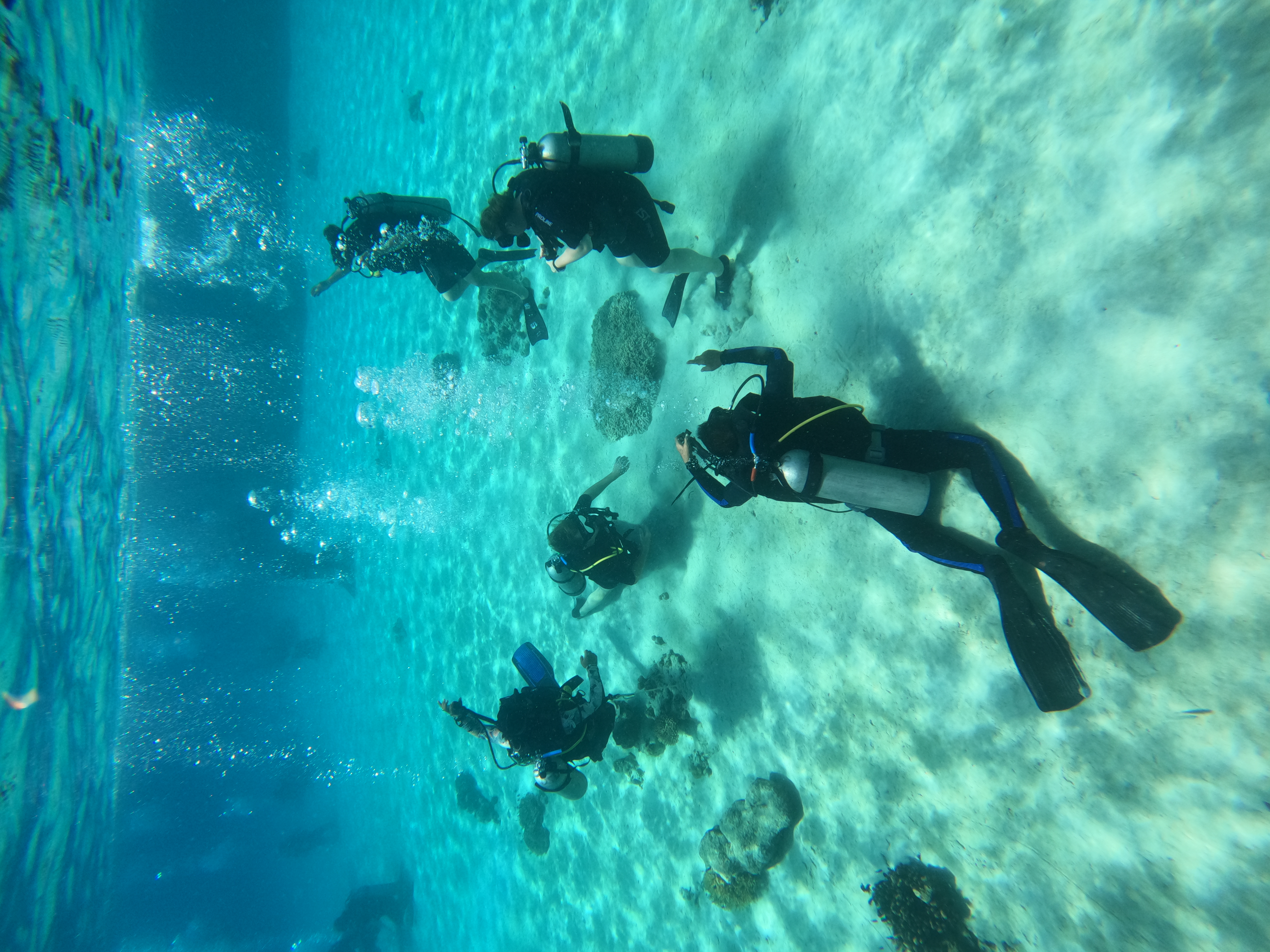 Introduce Dive Menjangan Island (No Certification Needed)