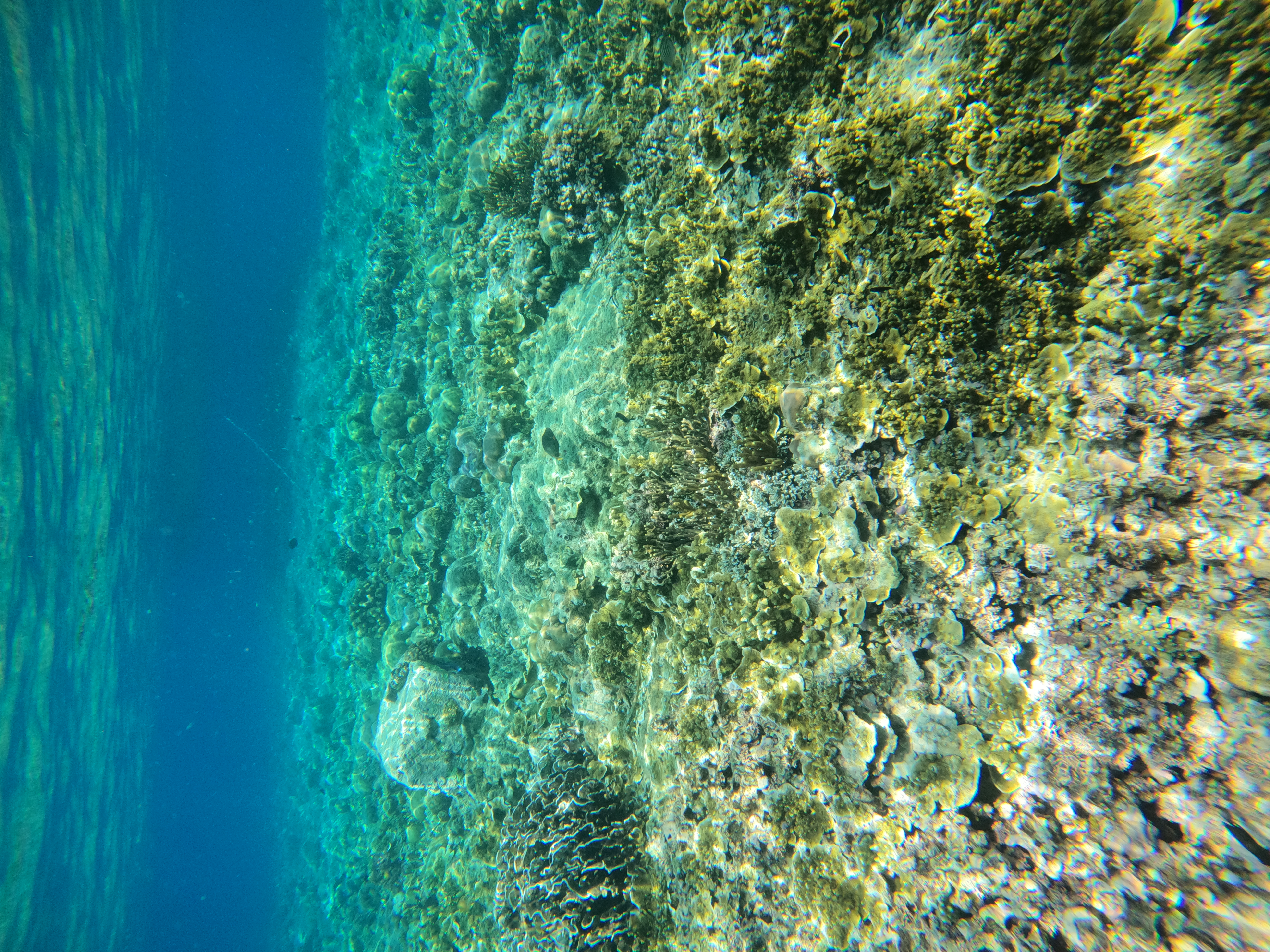 Introduce Dive Menjangan Island (No Certification Needed)