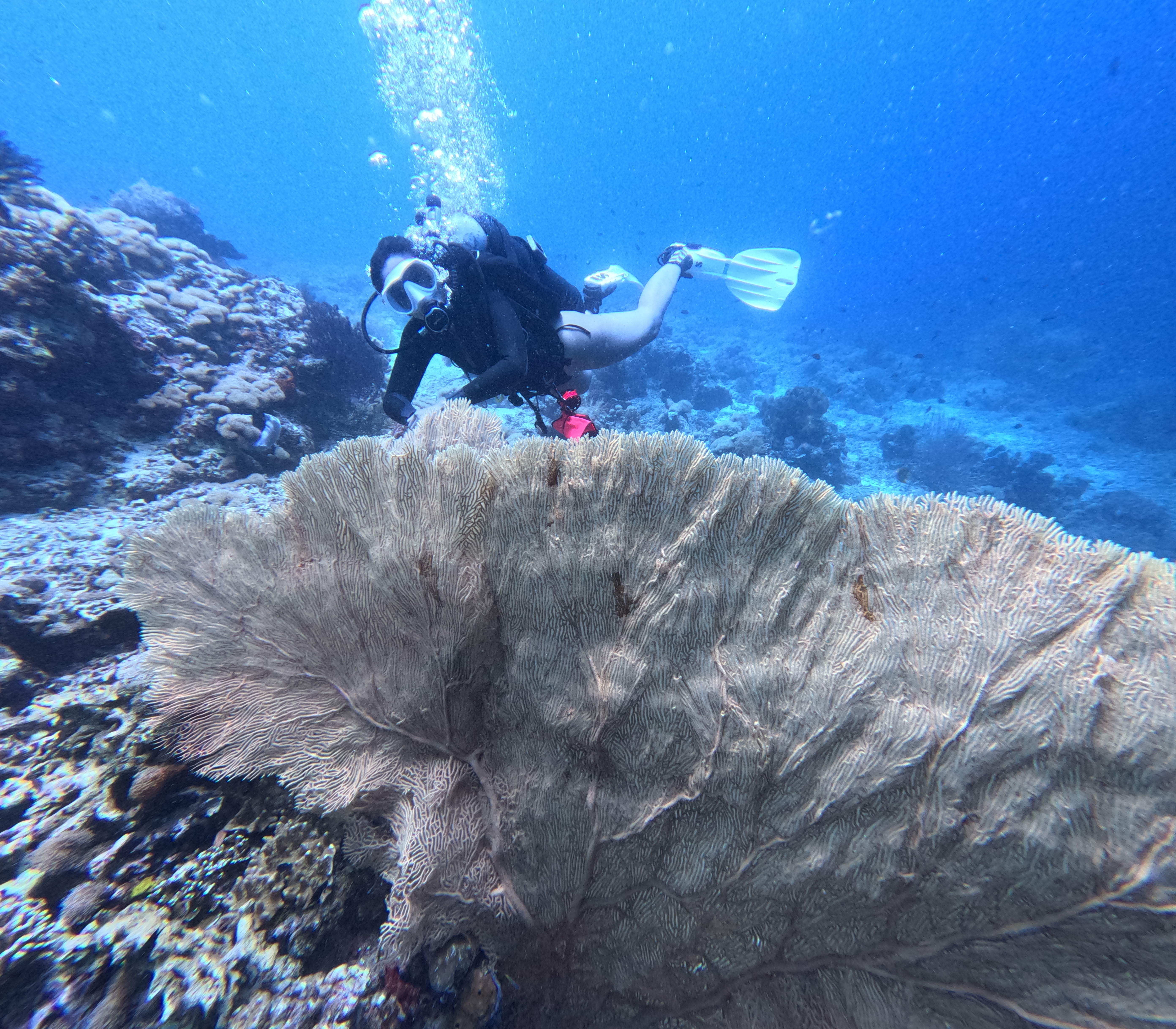 Introduce Dive Menjangan Island (No Certification Needed)