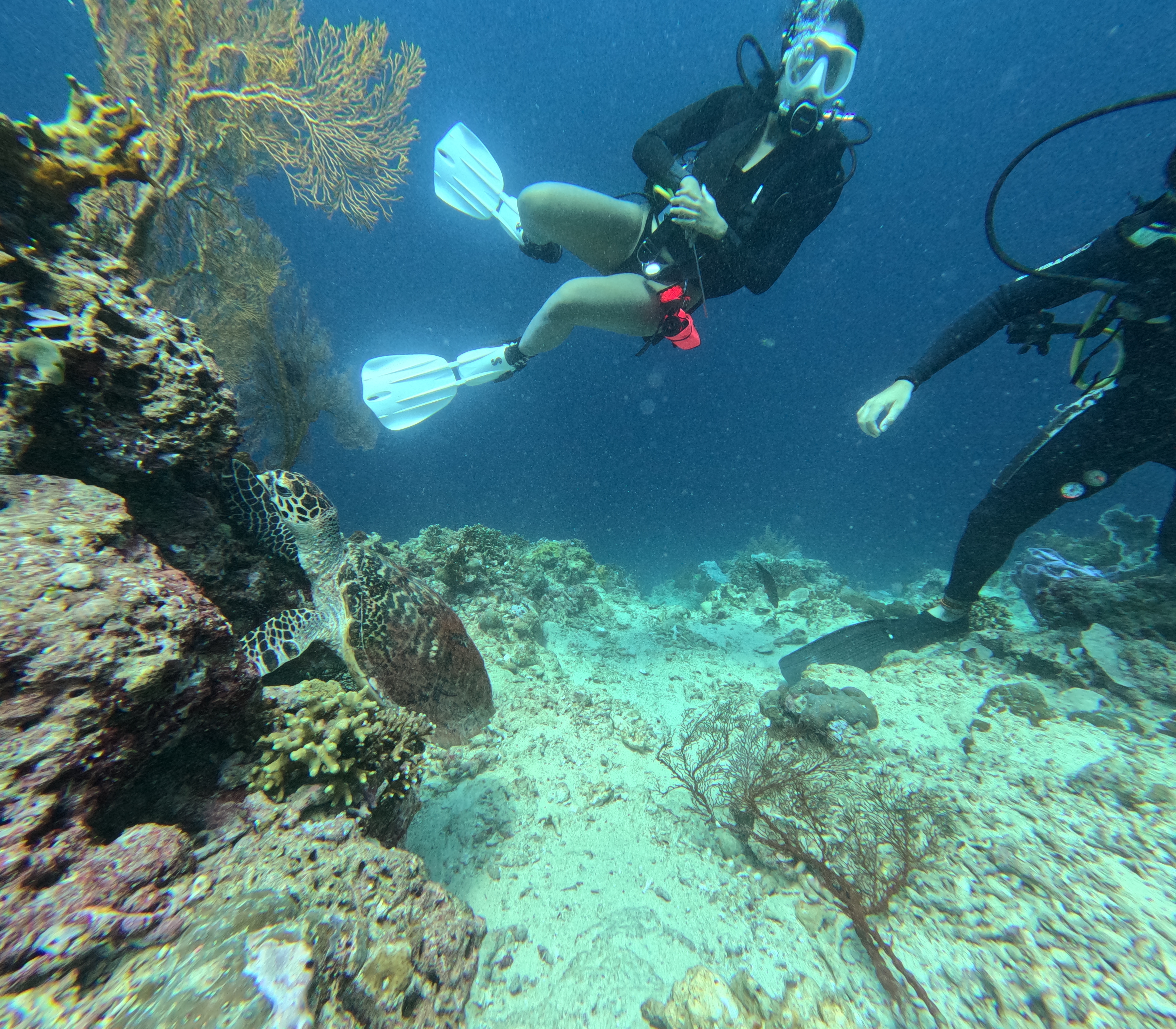 3 days 2 nights Sunrise Safari Dive North Bali