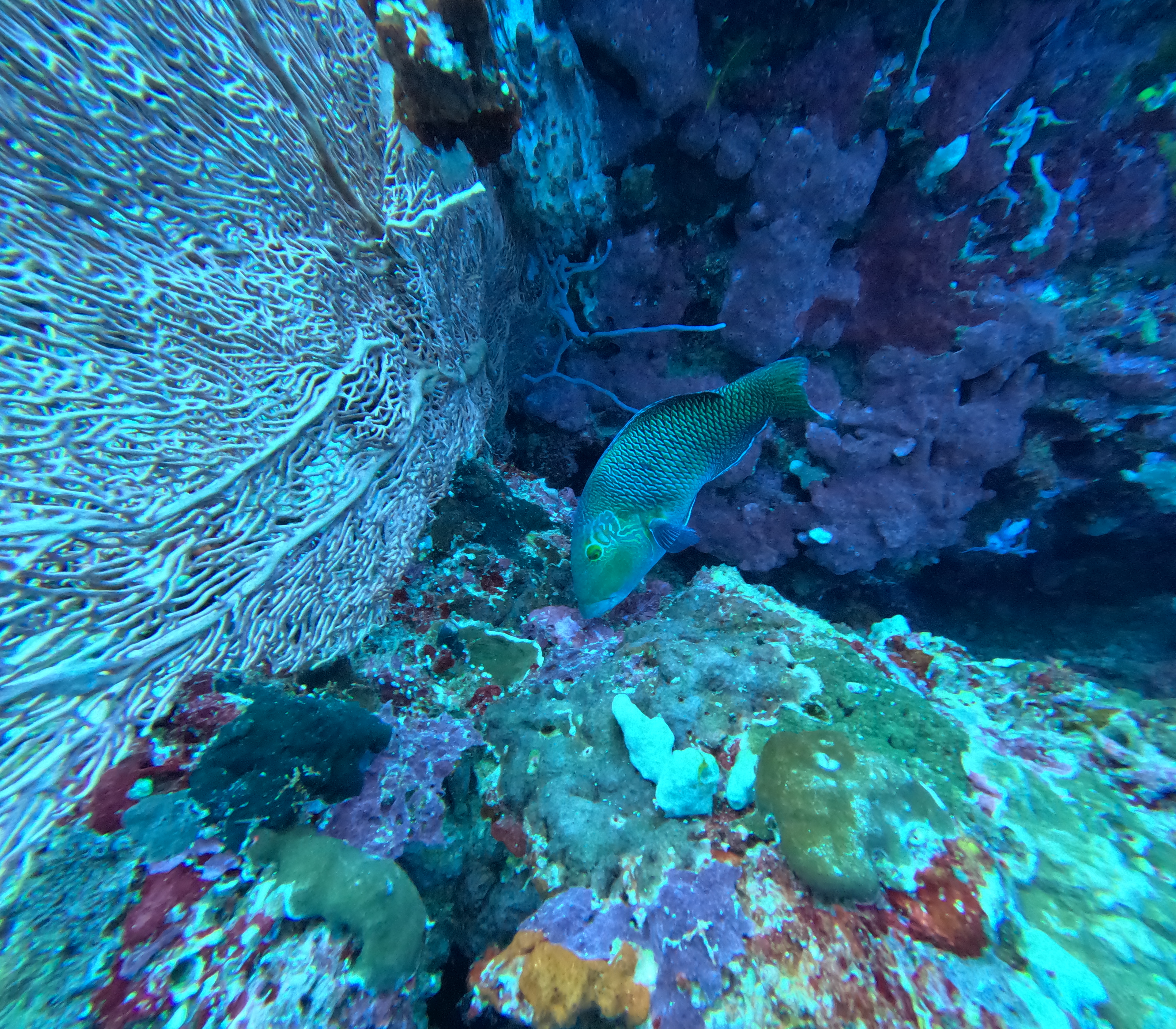3 days 2 nights Sunrise Safari Dive North Bali