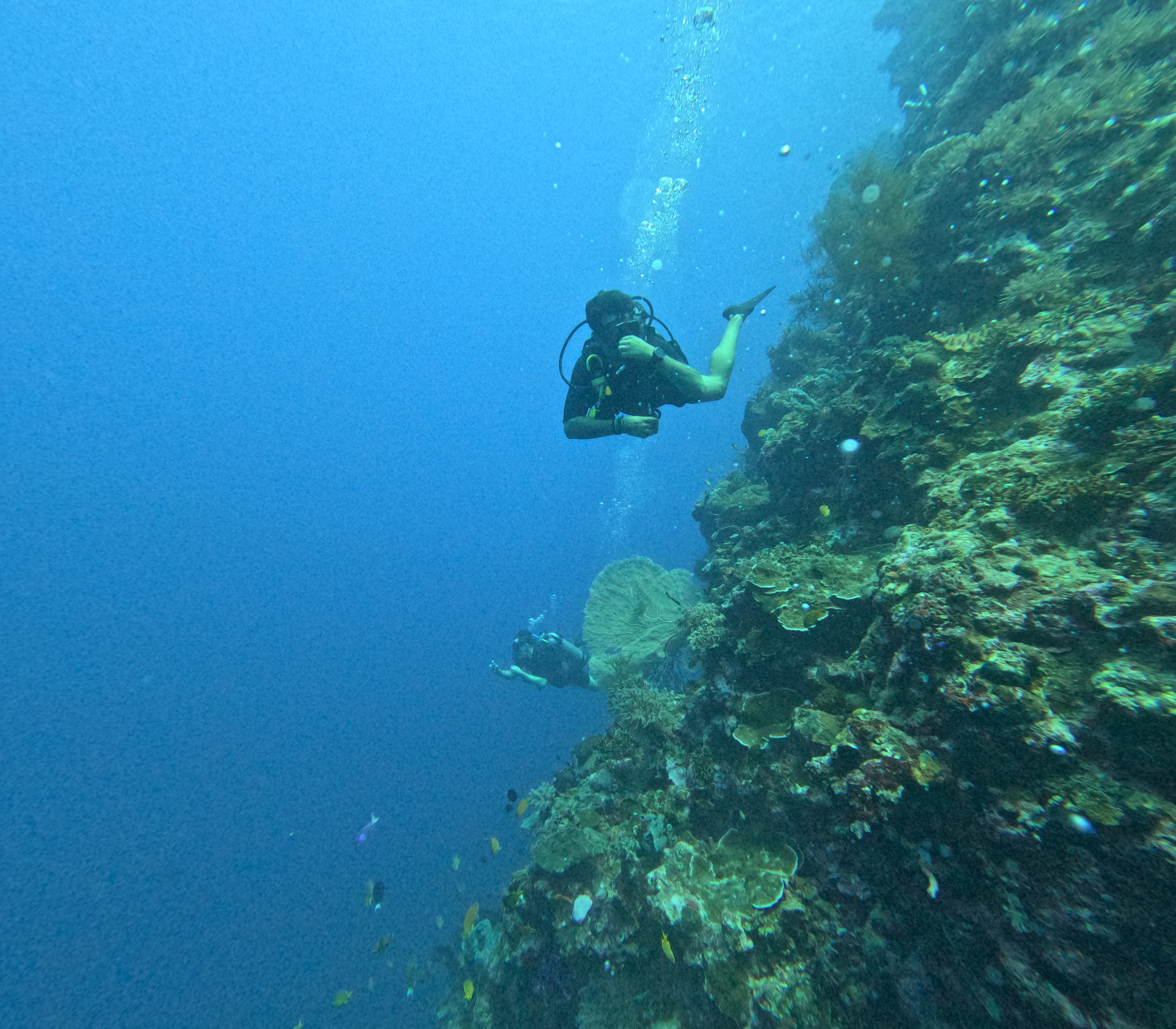 Volkswagen Car Cemetery Dive Lovina Reef