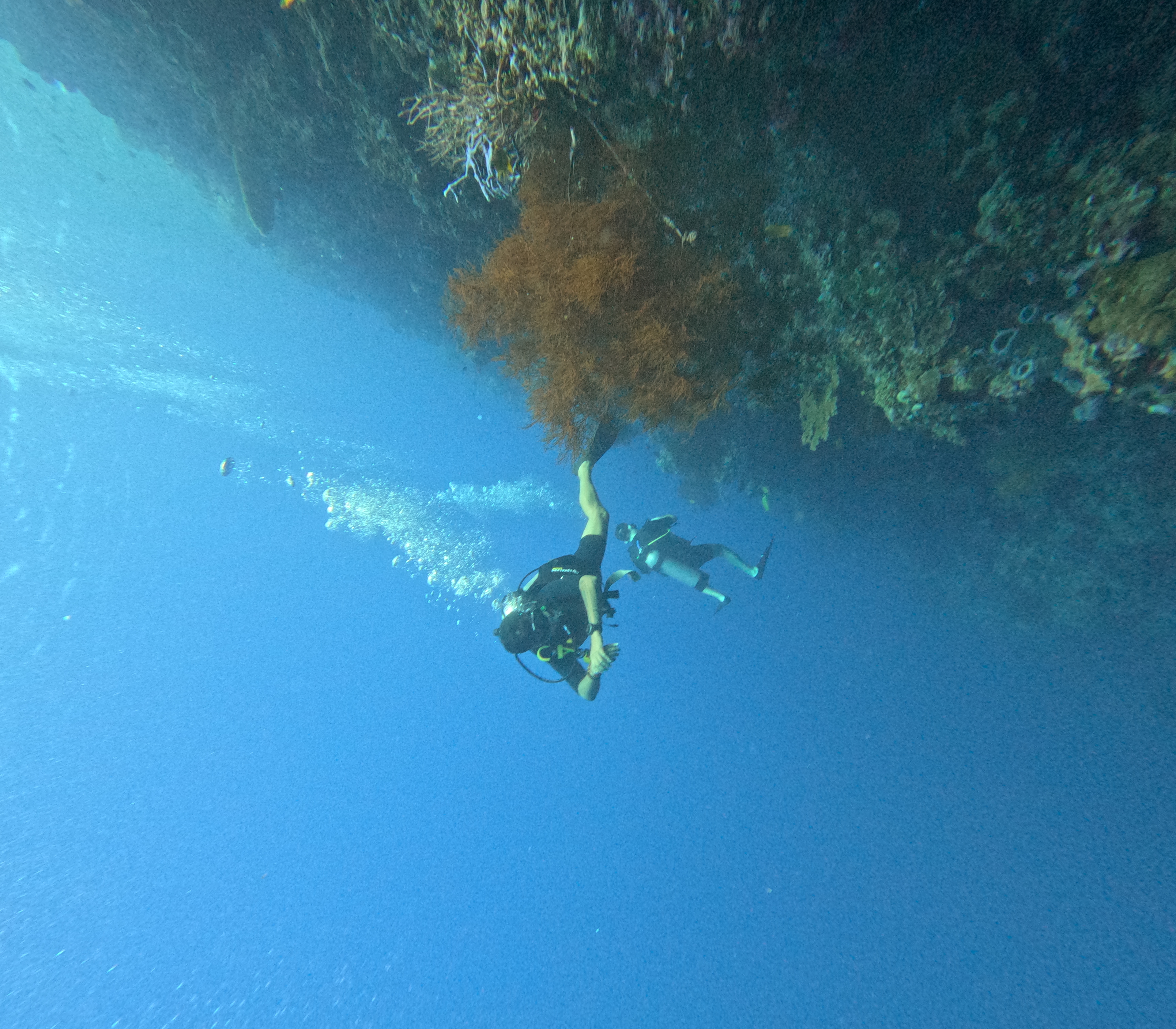 Snorkel or dive in paradise with a GoPro & guide perfect for social media creators
