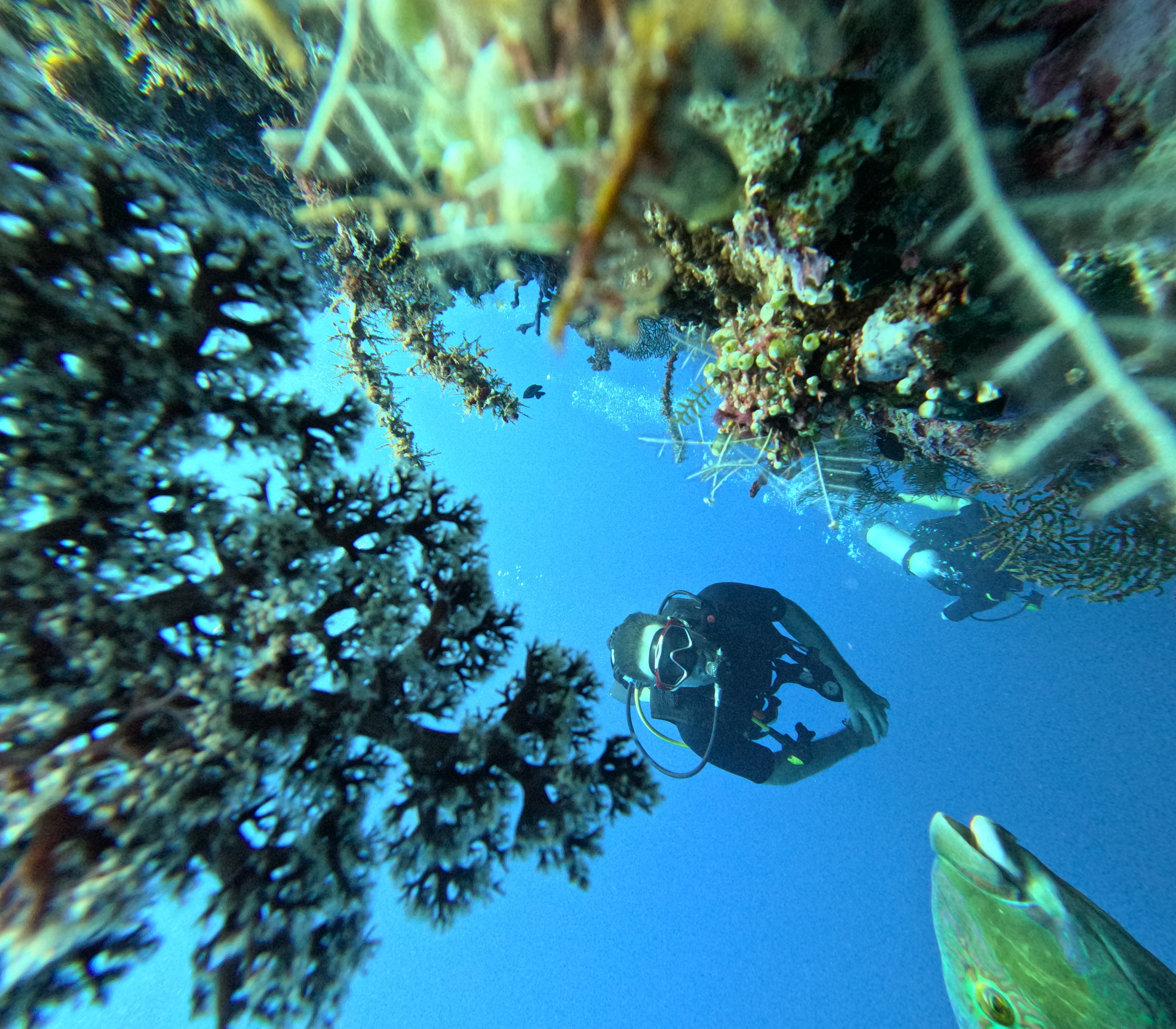 Snorkel or dive in paradise with a GoPro & guide perfect for social media creators