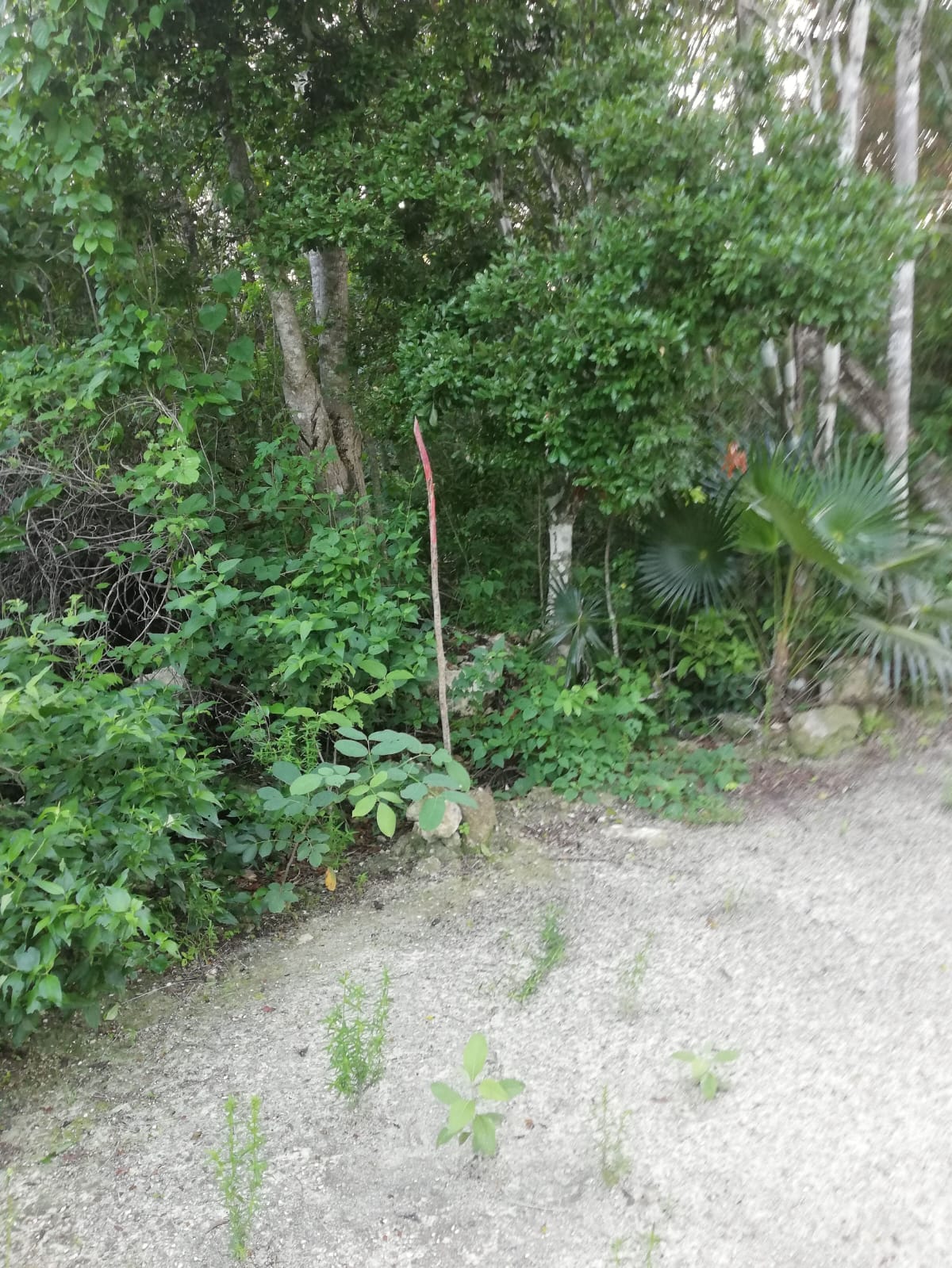 4,5 Hectareas frente 307 cerca de Kam Lun