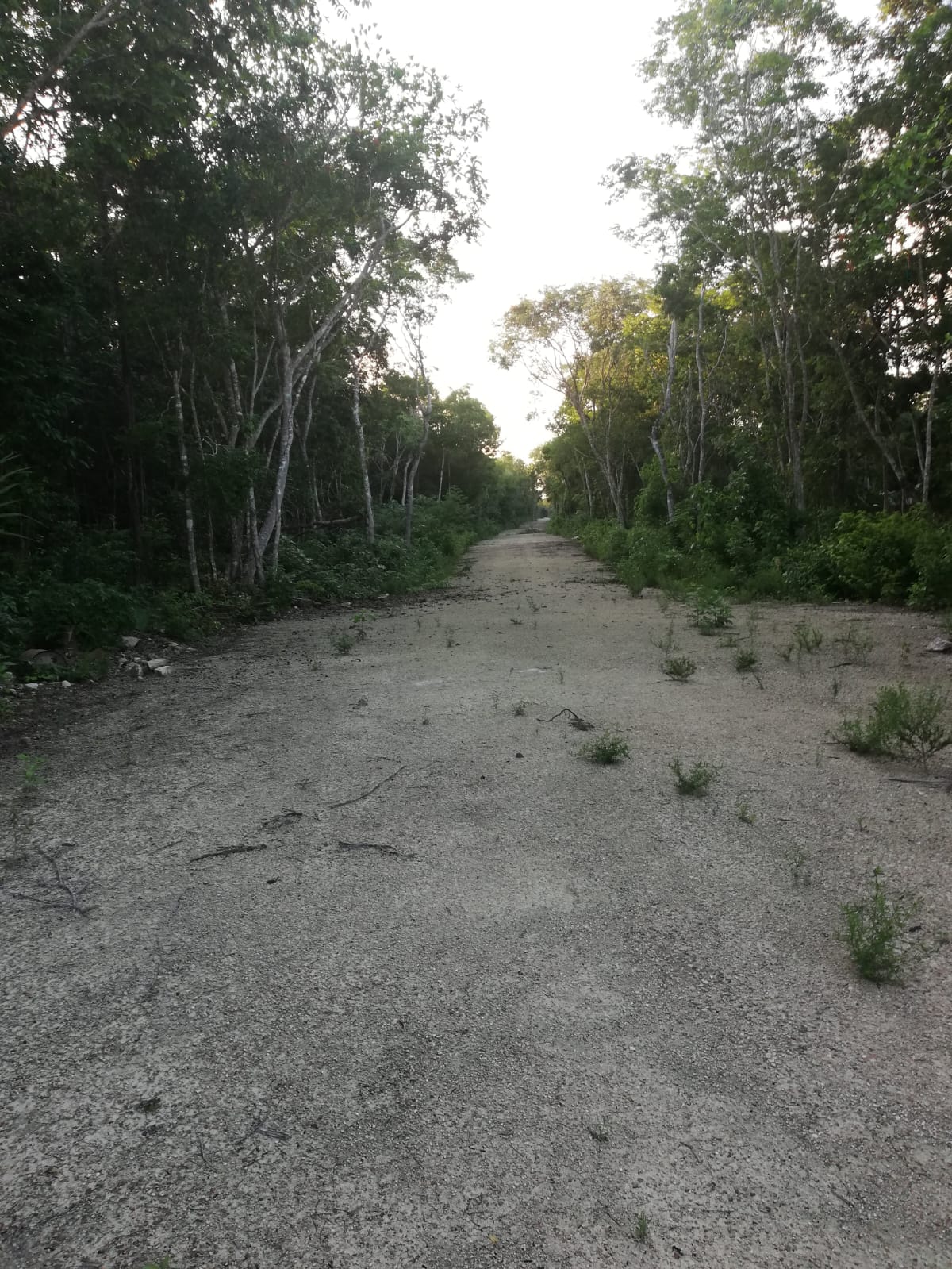 4,5 Hectareas frente 307 cerca de Kam Lun