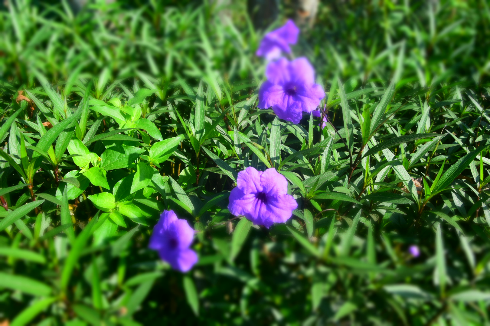 Collection of Photography of Indonesian flowers and plants