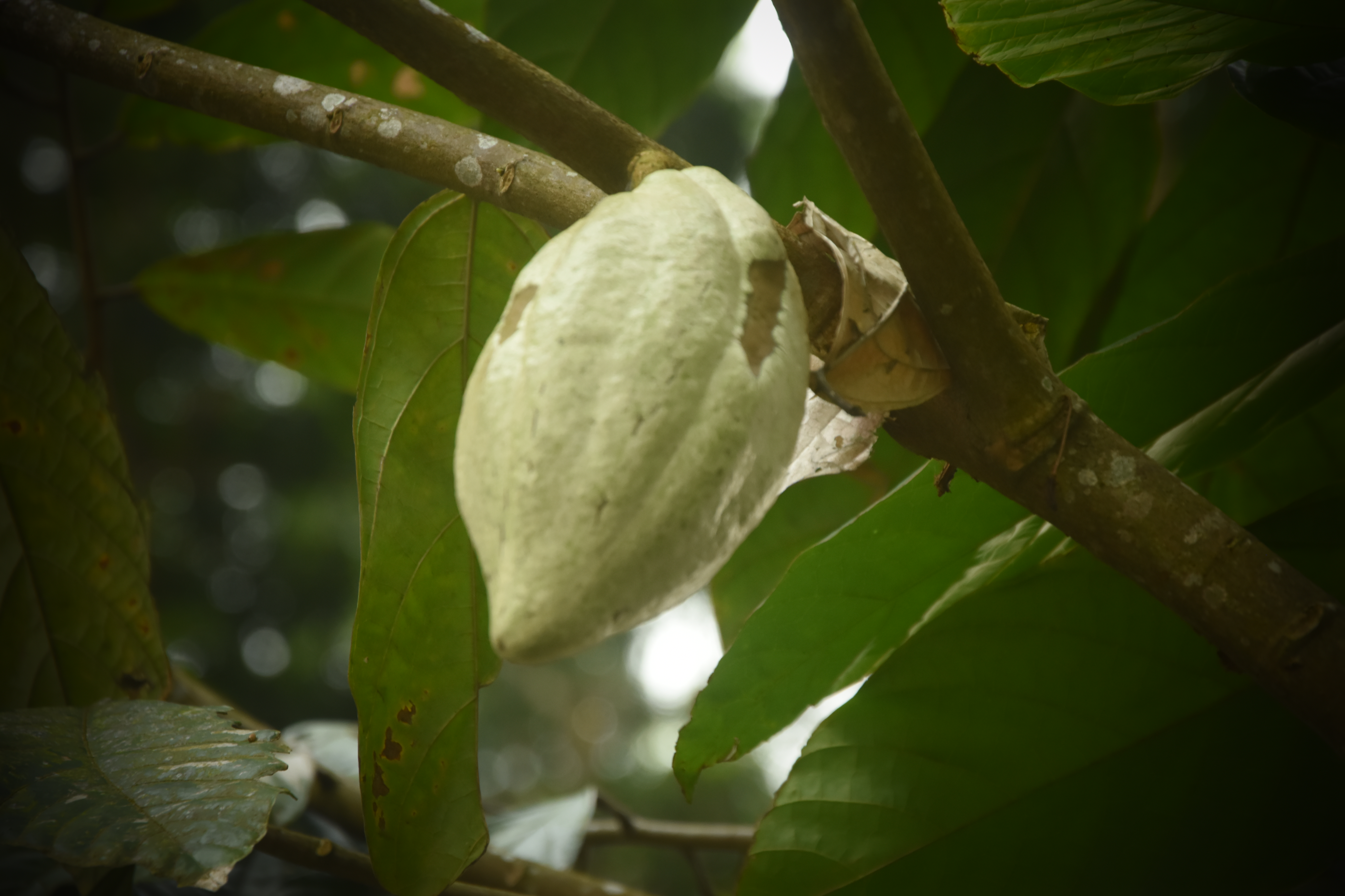 Collection of Photography of Indonesian flowers and plants