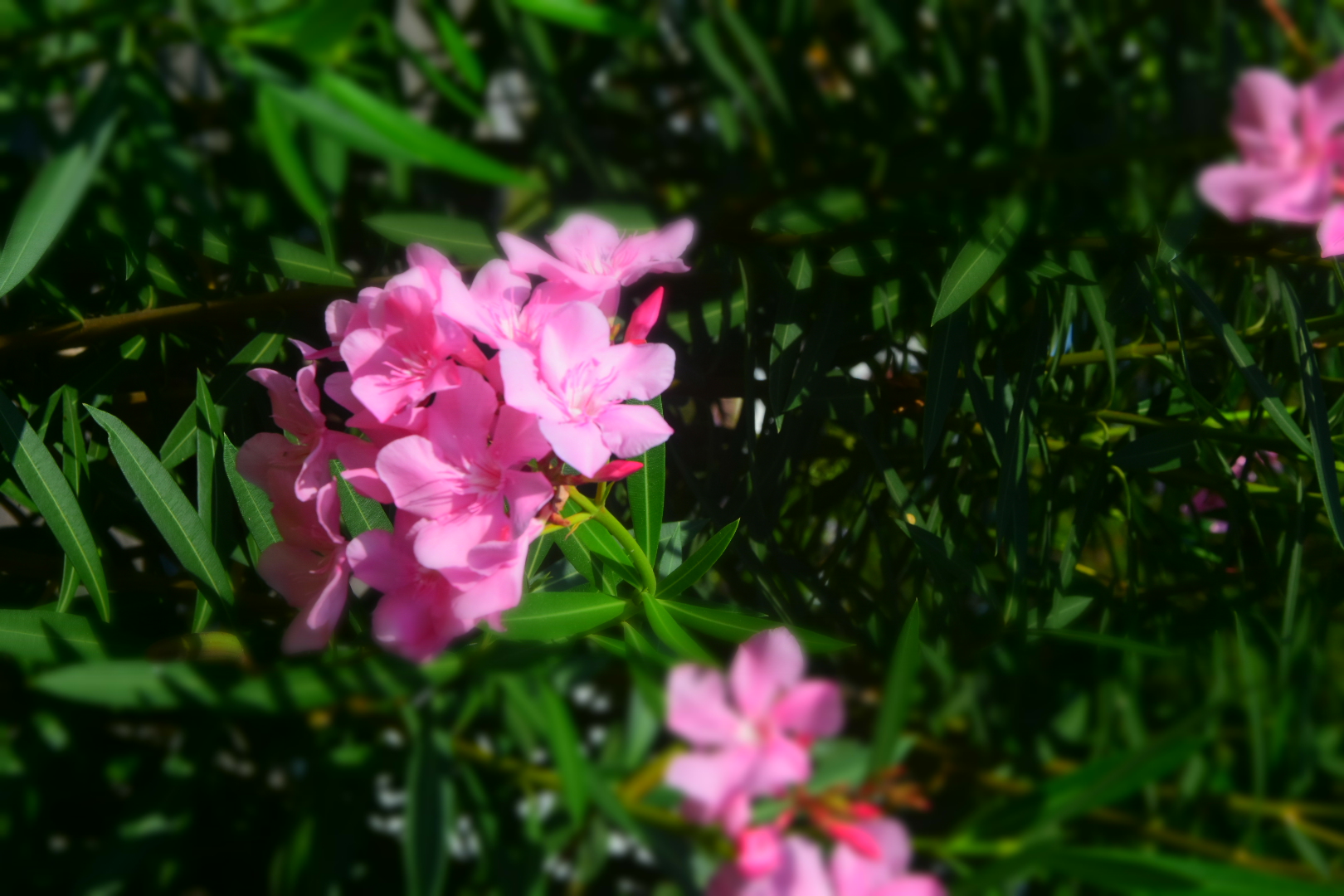 Collection of Photography of Indonesian flowers and plants