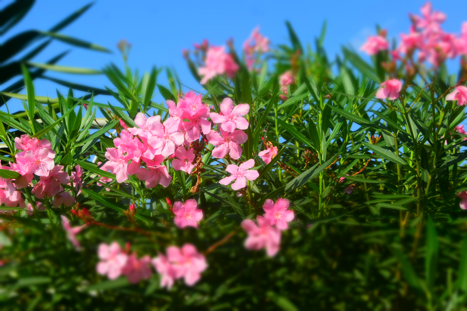 Collection of Photography of Indonesian flowers and plants