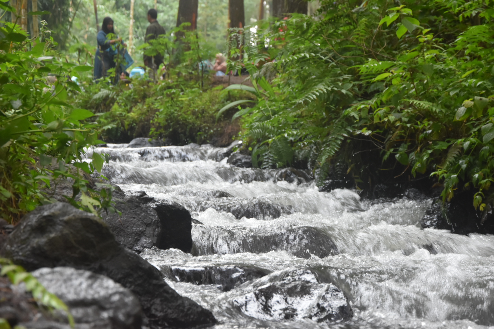 Indonesian Nature Photography Collection