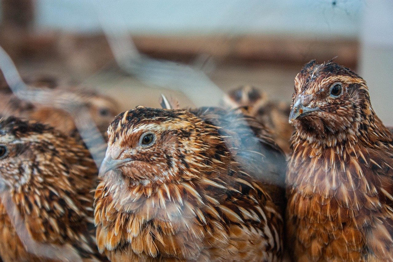 Futterwachtel für Greifvögel 