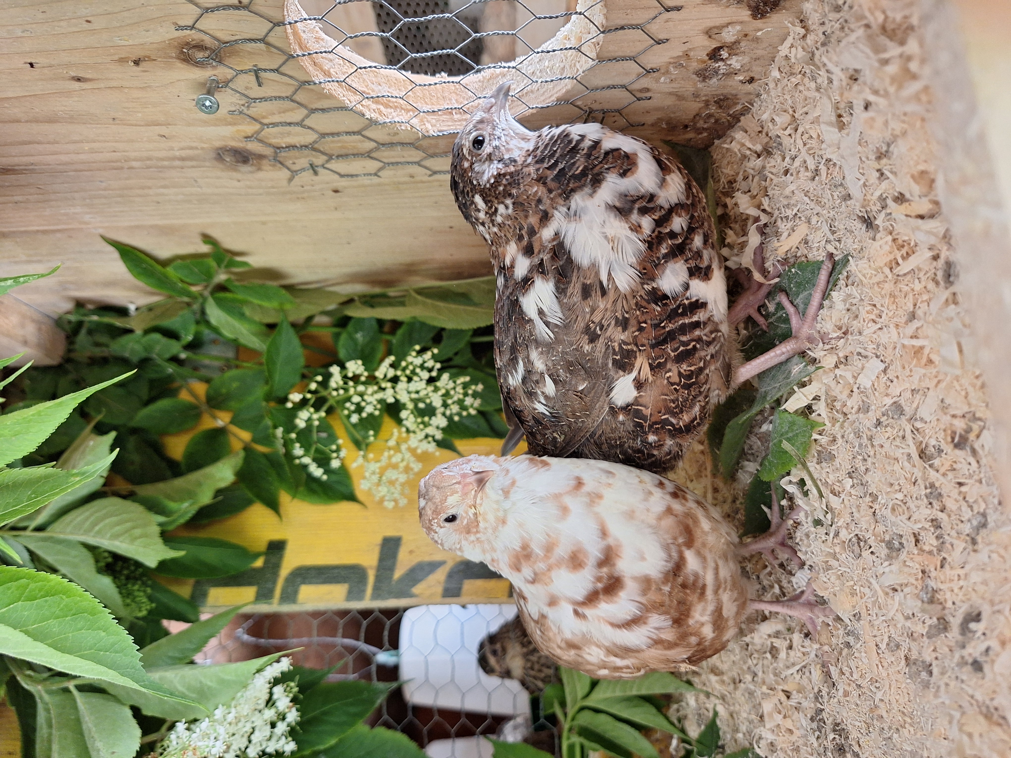 🥚 Wachtelbruteier – Farbmix (12 Stück) 🥚