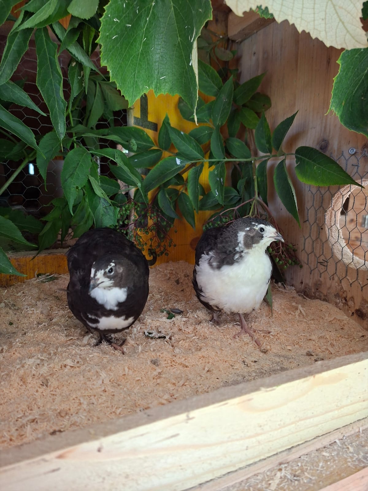  🥚Wachtelbruteier Tuxedo &  Tenebrosus (12 Stück) 🥚