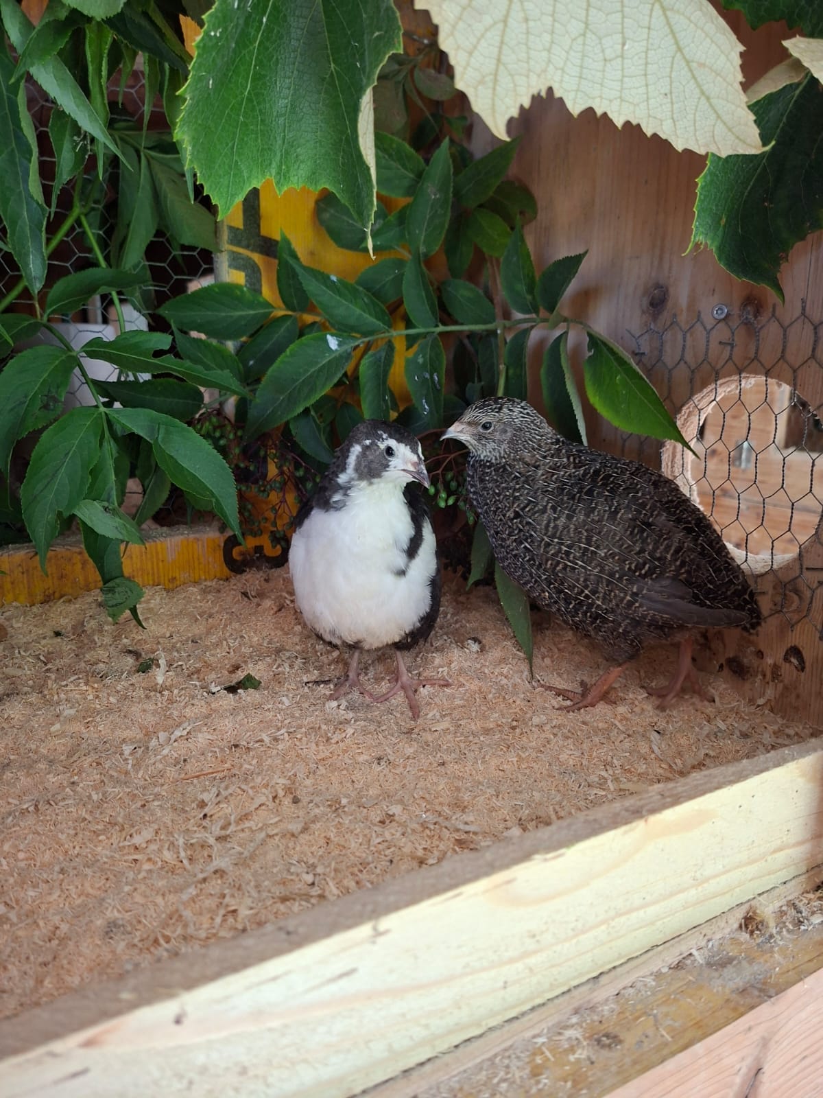  🥚Wachtelbruteier Tuxedo &  Tenebrosus (12 Stück) 🥚
