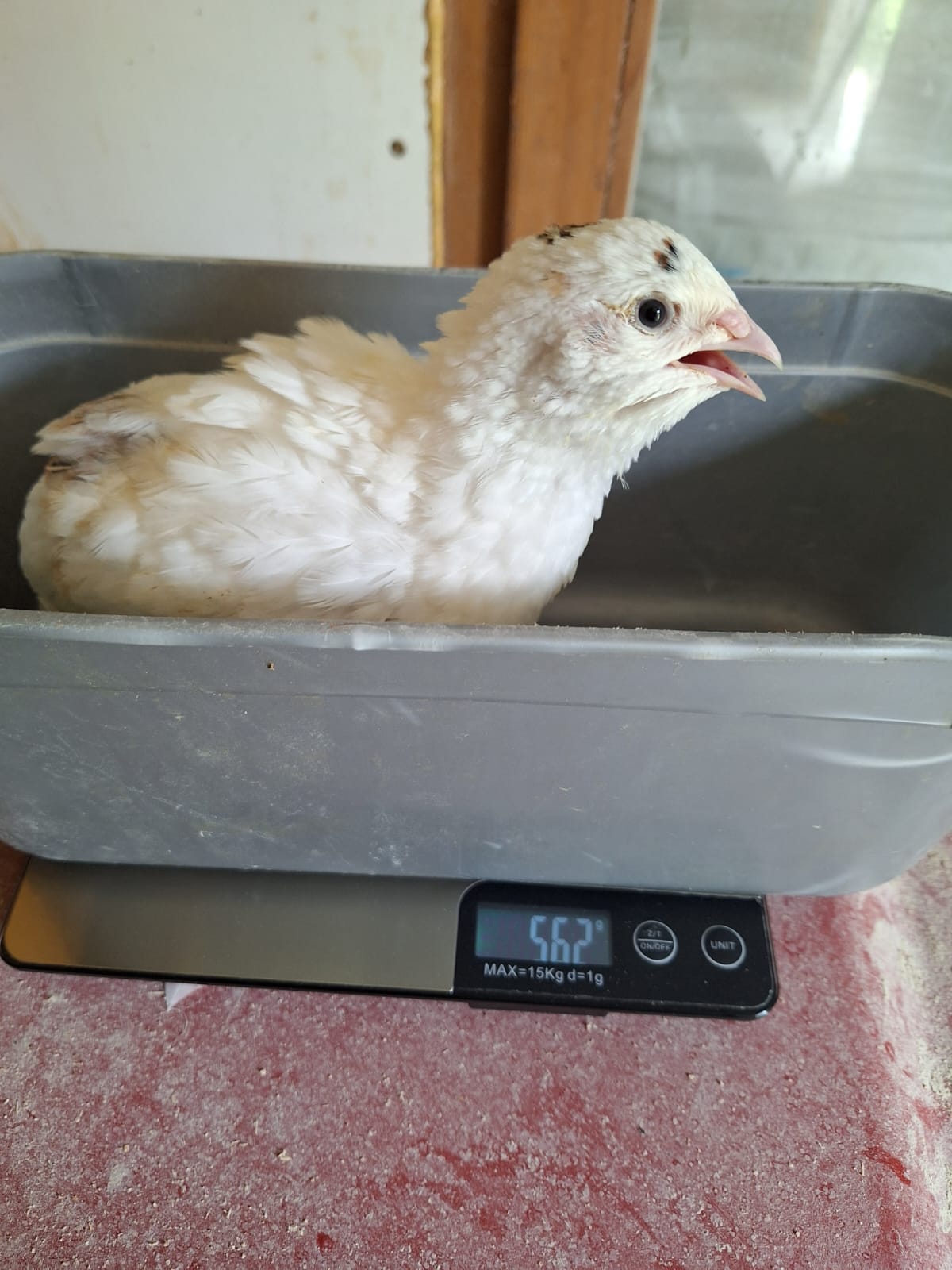 🥚Wachtelbruteier Jumbo Texas XXL (12 Stück)🥚