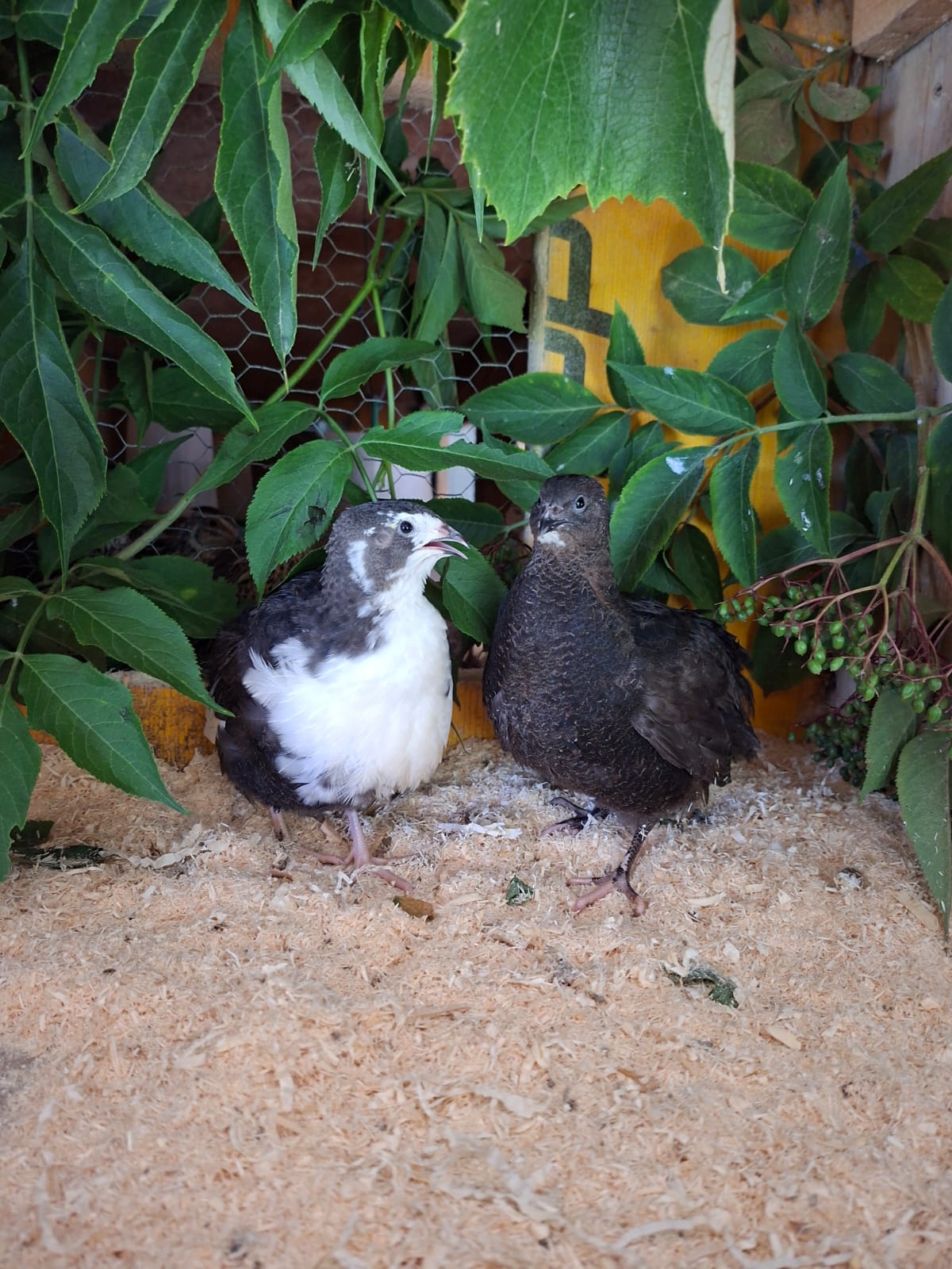  🥚Wachtelbruteier Tuxedo &  Tenebrosus (12 Stück) 🥚