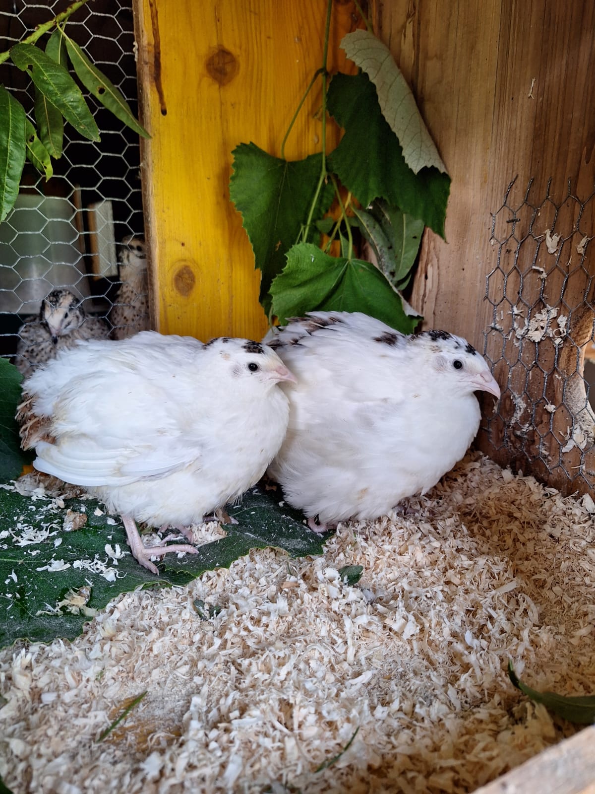 🥚Wachtelbruteier Jumbo Texas XXL (12 Stück)🥚