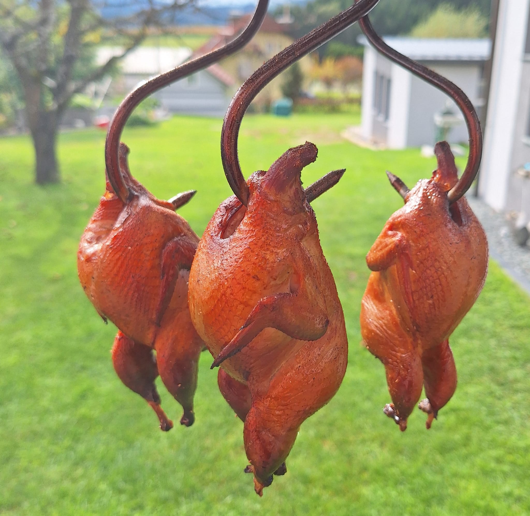 Wachtelfleisch Frisch oder Geräuchert 