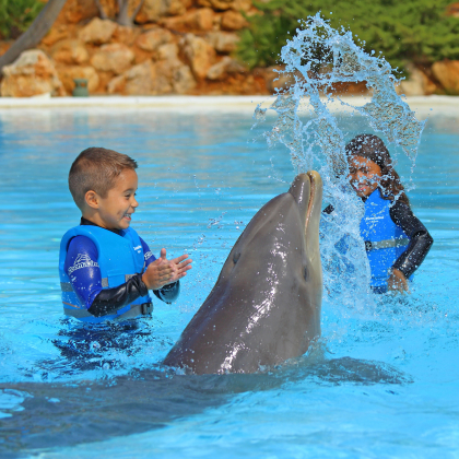 Encontro com as emoções dos golfinhos
